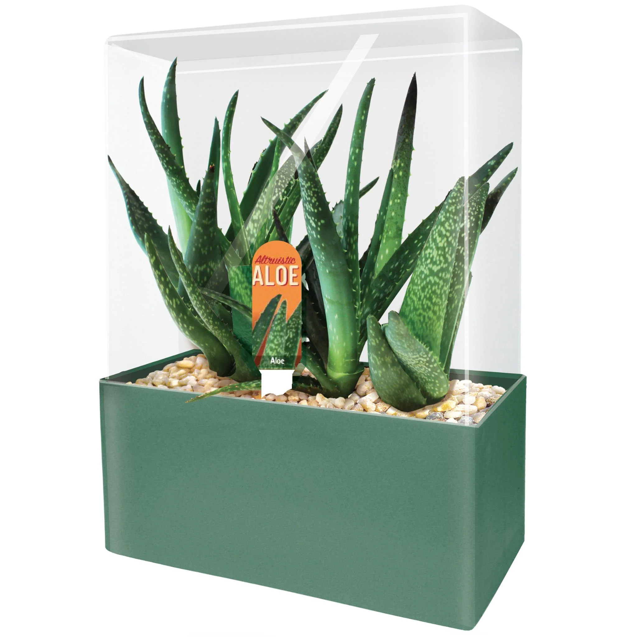 Altruistic Aloe - Image 3