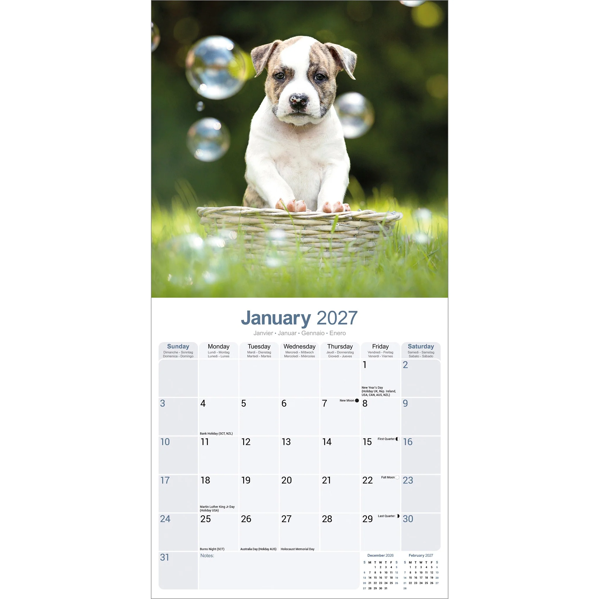 American Staffordshire Terrier 2027 Wall Calendar - Online Only - Image 3