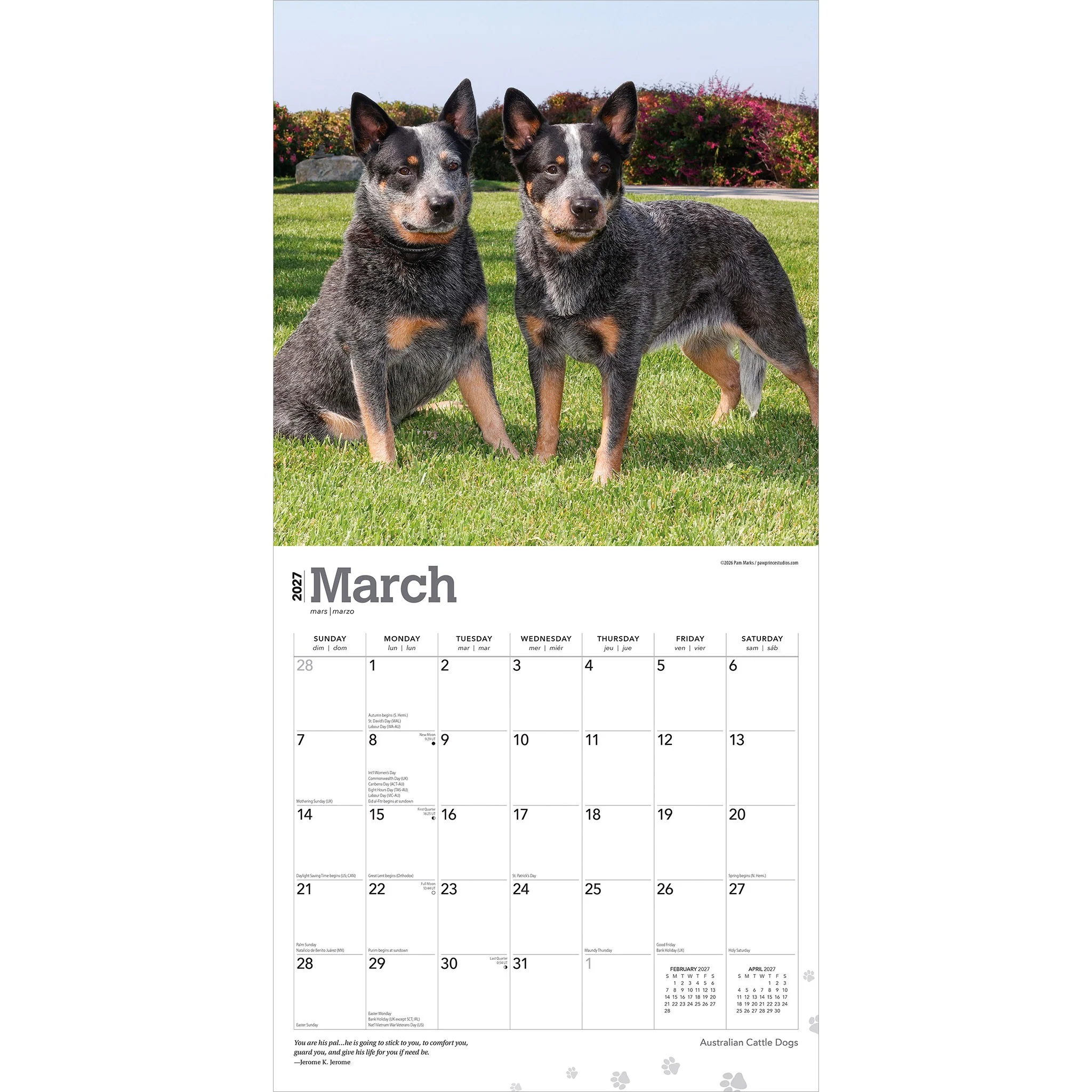 Australian Cattle Dogs 2027 Wall Calendar - Online Only - Image 3