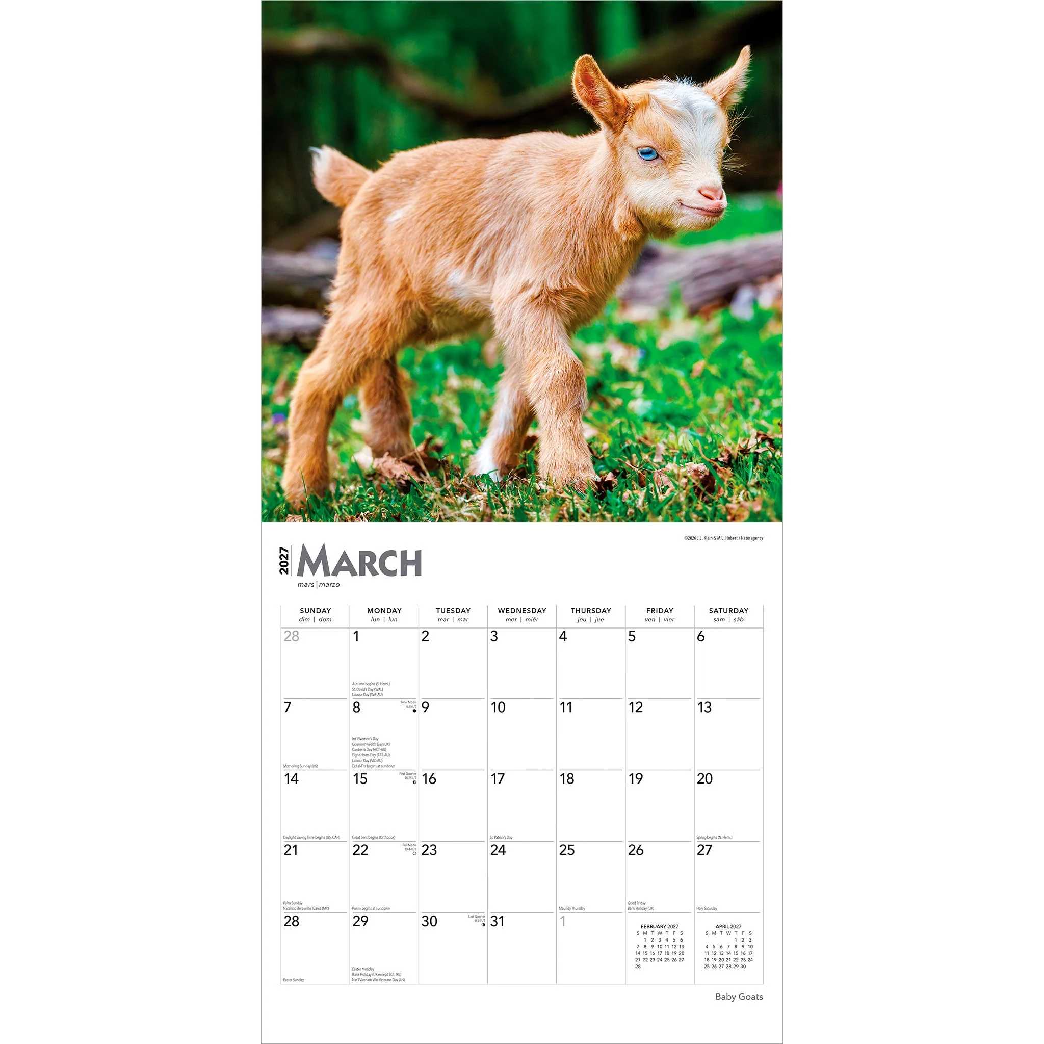 Baby Goats 2027 Wall Calendar - Image 3