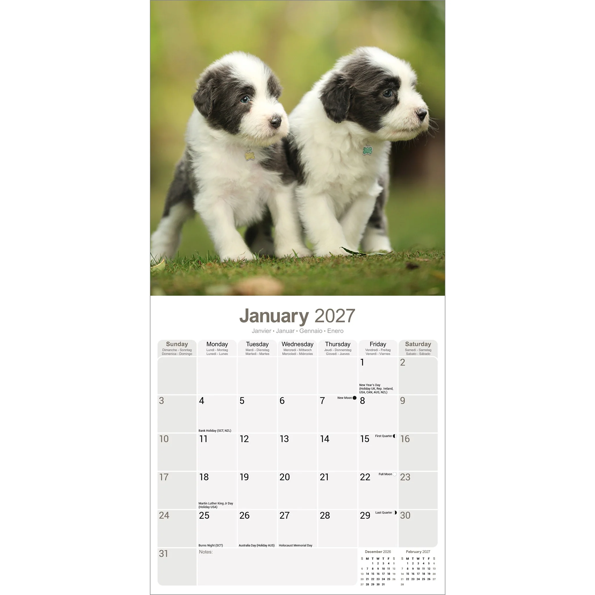 Bearded Collie 2027 Wall Calendar - Image 3