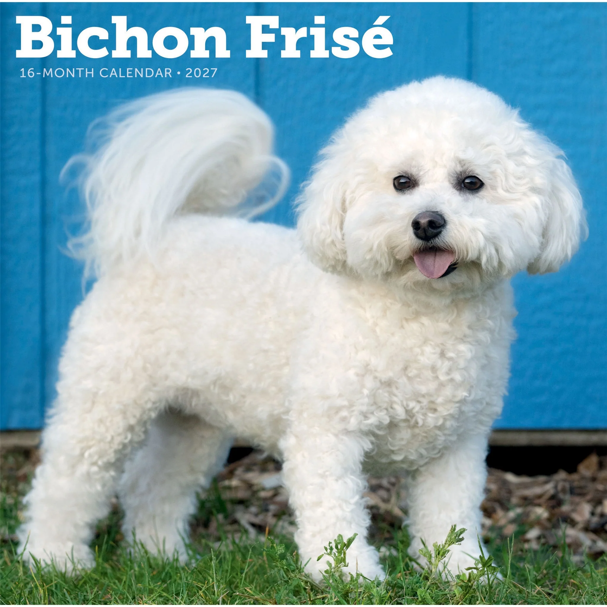 Bichon Frise 2027 Wall Calendar
