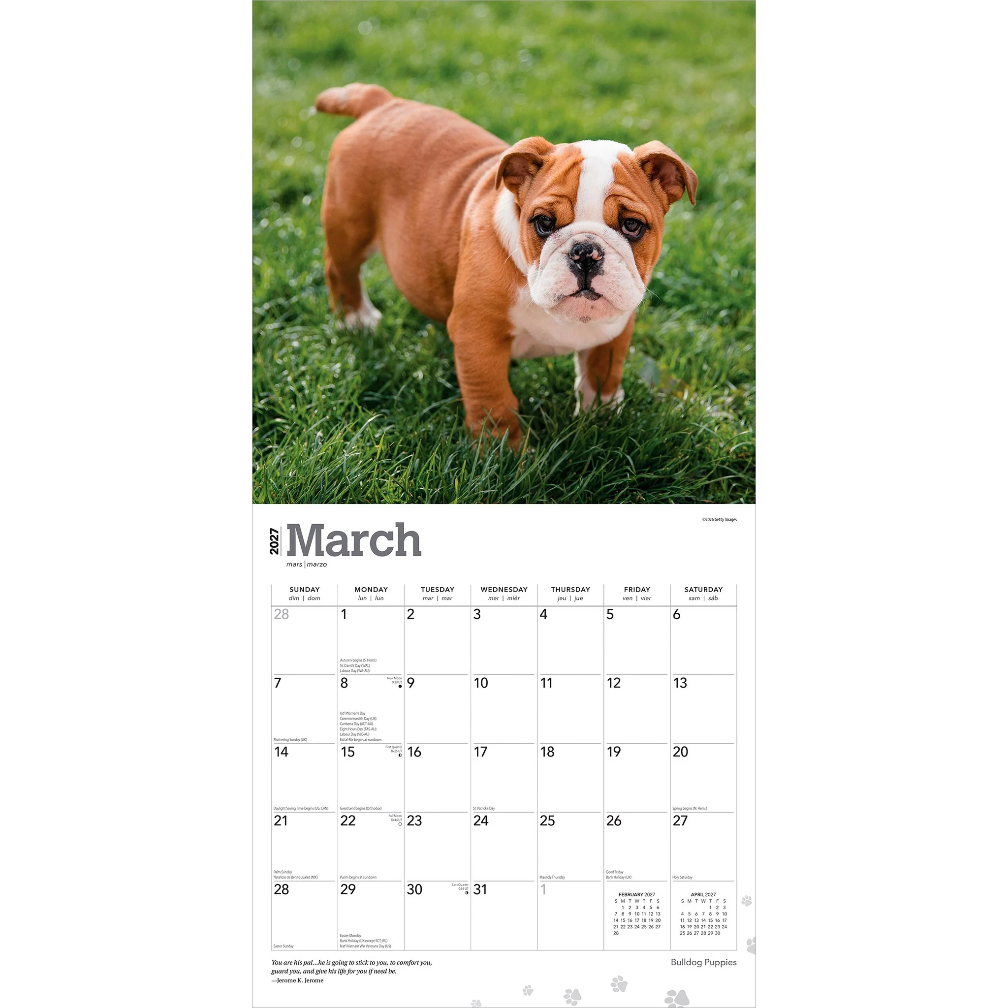 Bulldog Puppies 2027 Wall Calendar - Online Only - Image 3