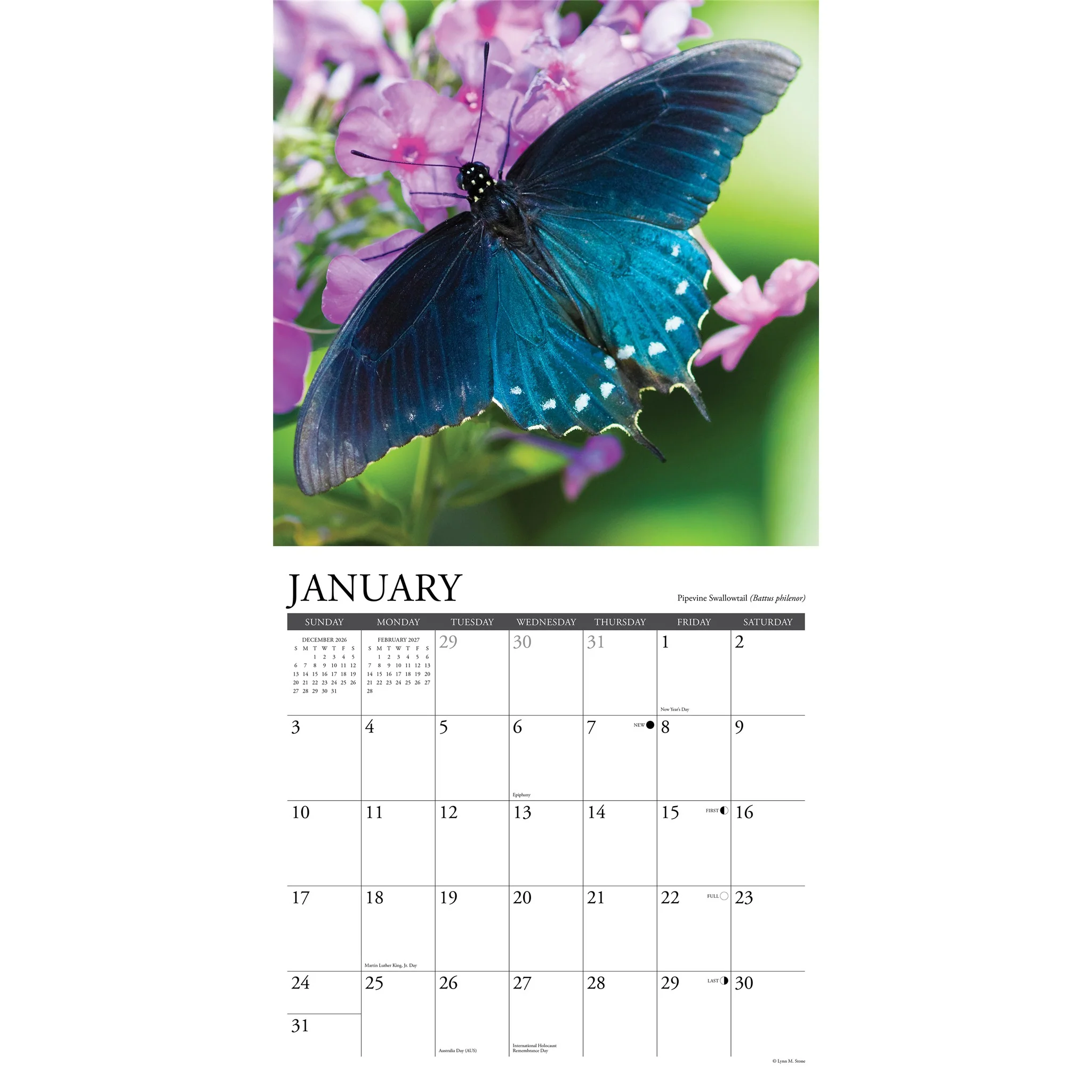 Butterflies of North America 2027 Wall Calendar - Image 3