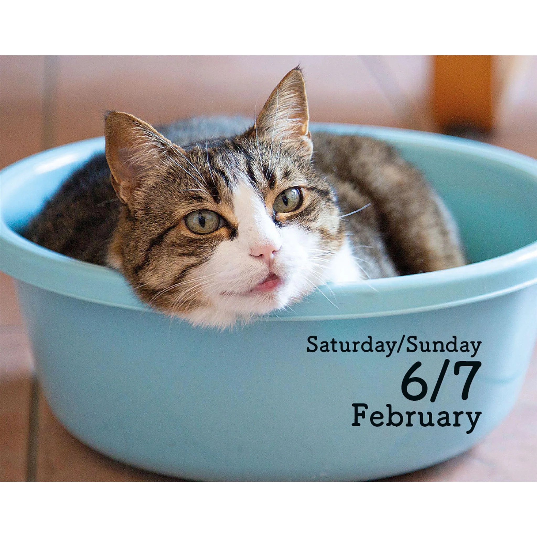 Cats 2027 Small Box Calendar - Image 3