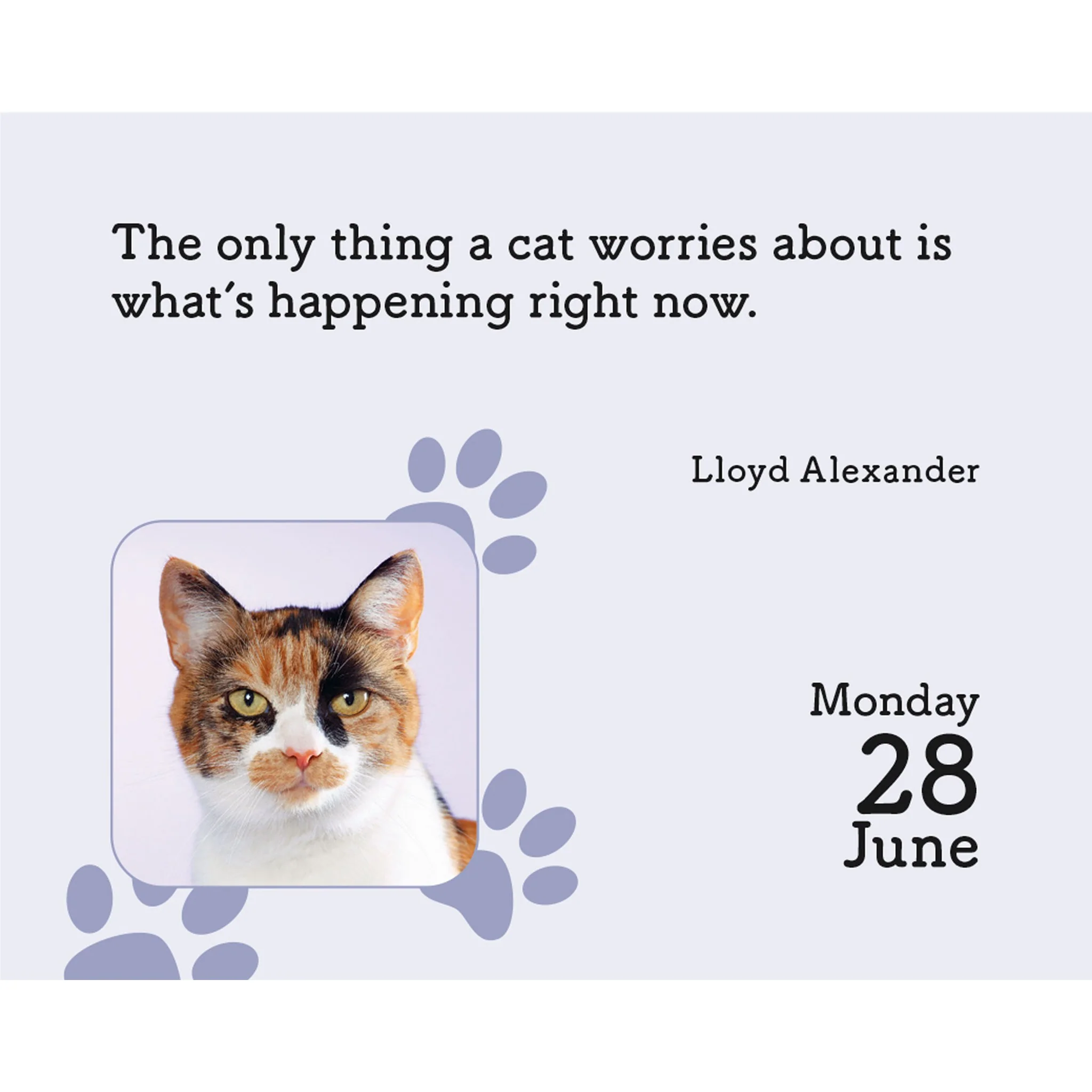 Cats 2027 Small Box Calendar - Image 4