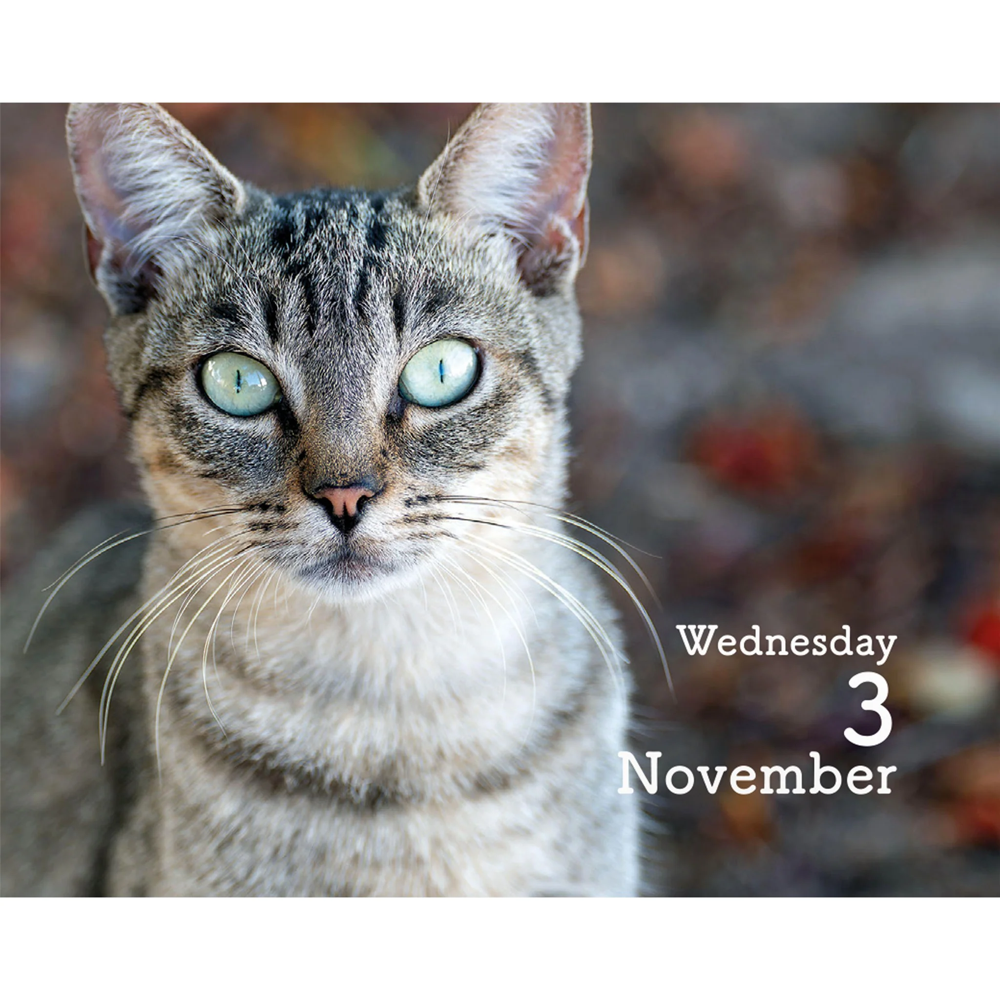 Cats 2027 Small Box Calendar - Image 5