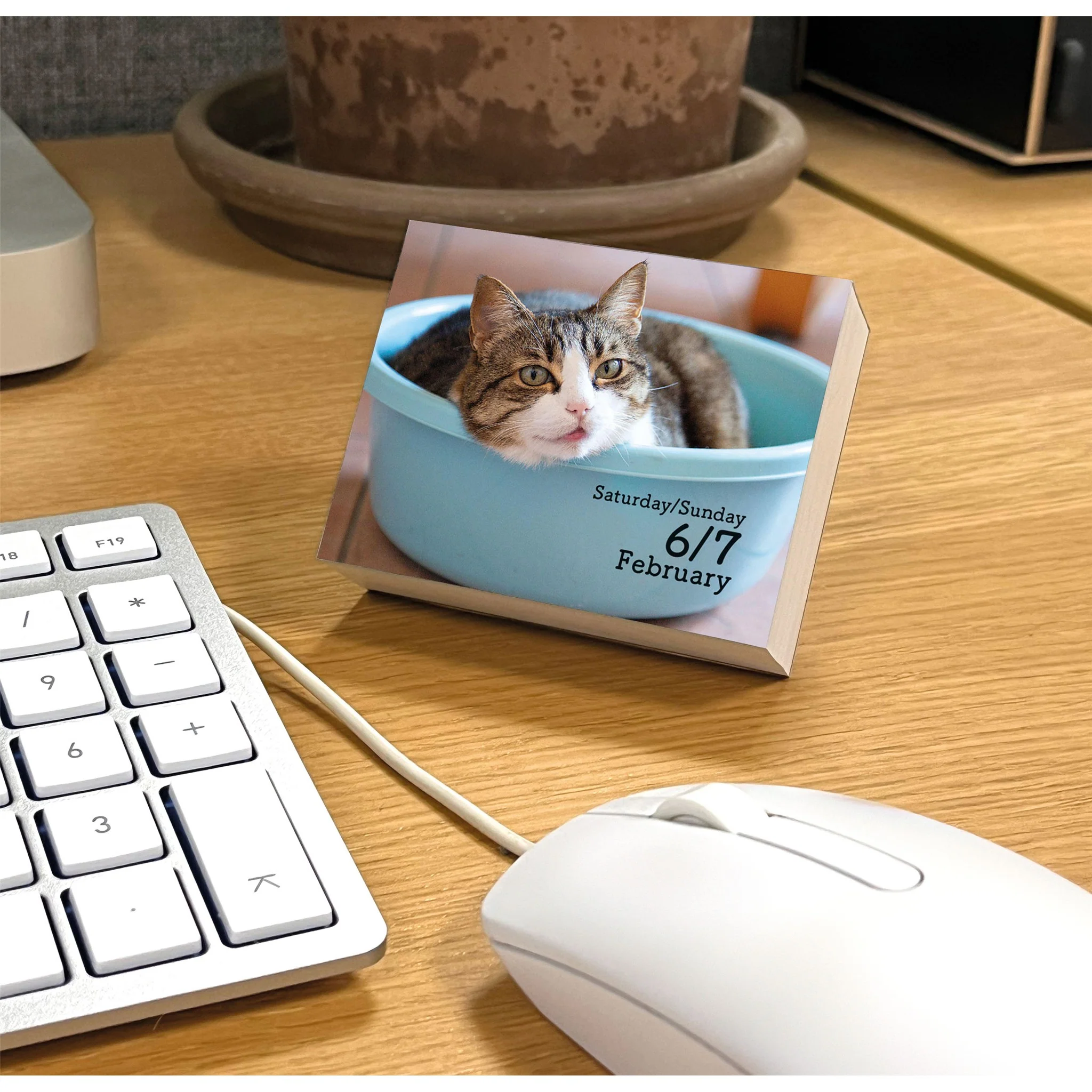 Cats 2027 Small Box Calendar - Image 6