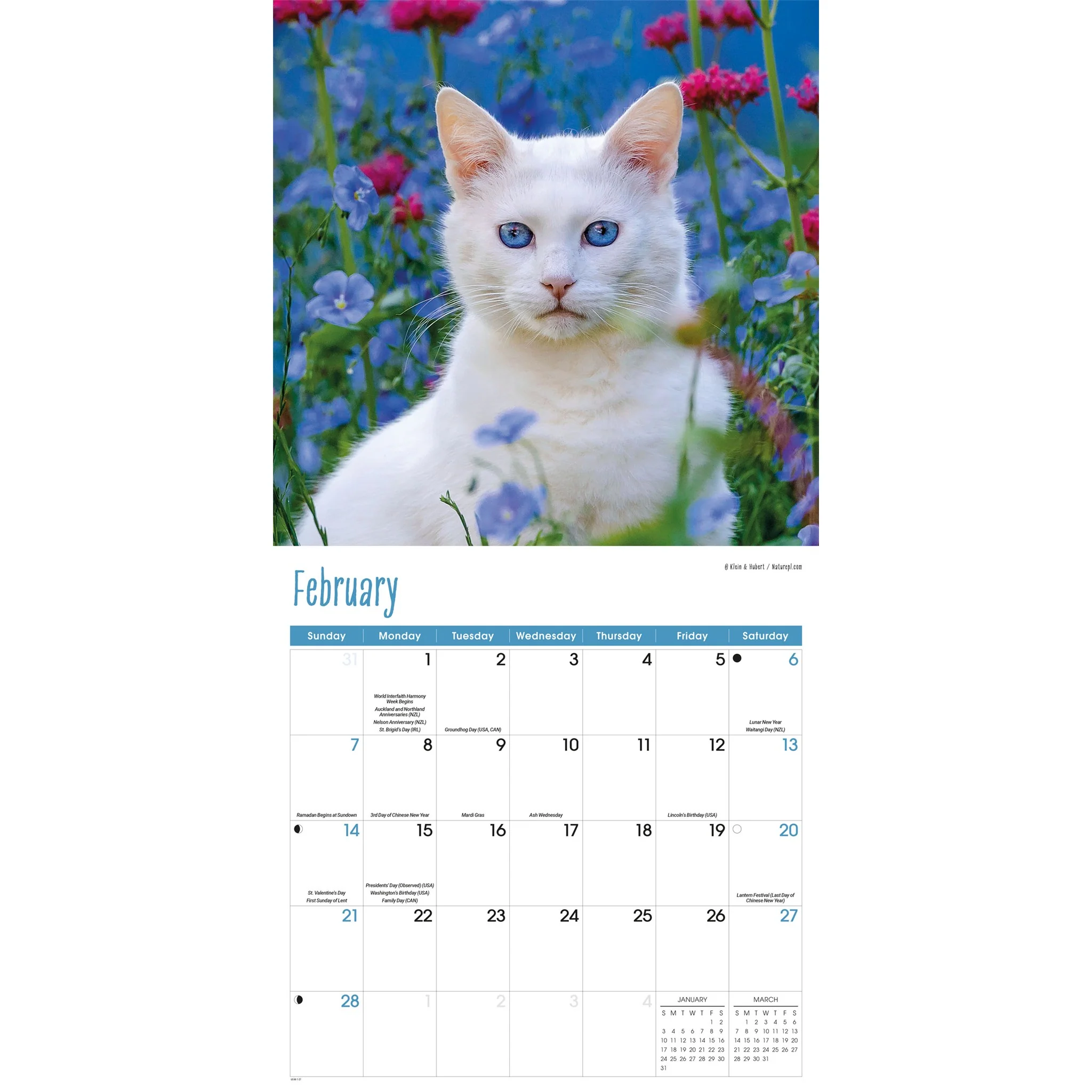 Cats 2027 Wall Calendar - Image 3