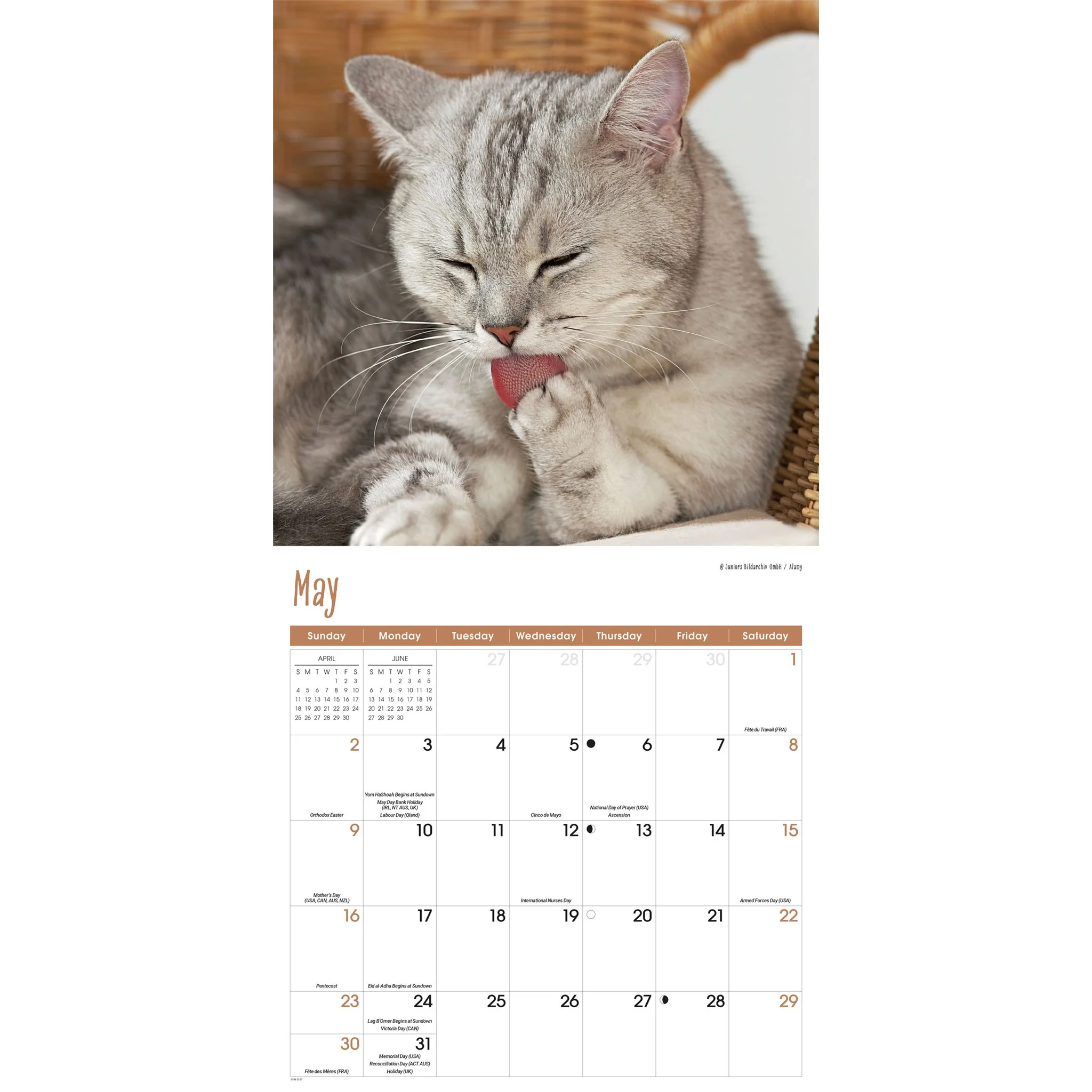 Cats 2027 Wall Calendar - Image 4