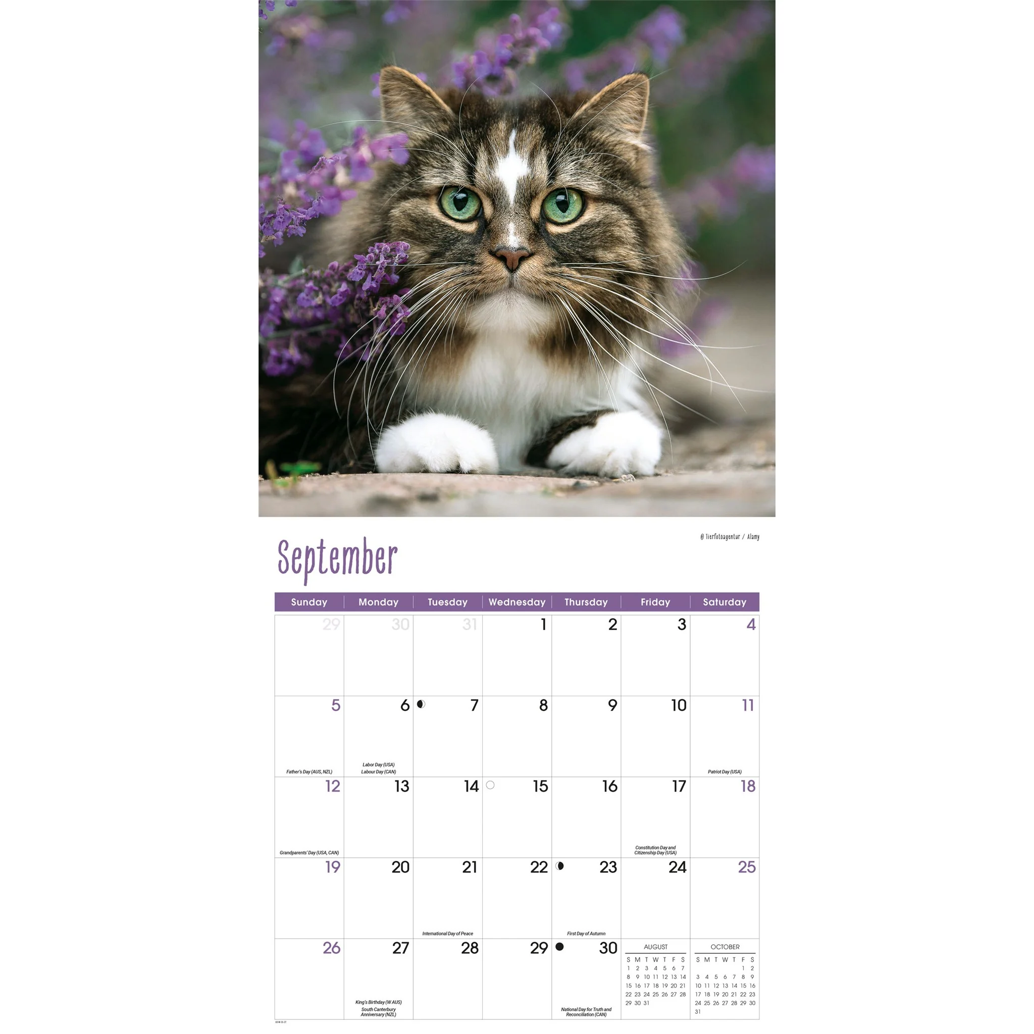 Cats 2027 Wall Calendar - Image 5