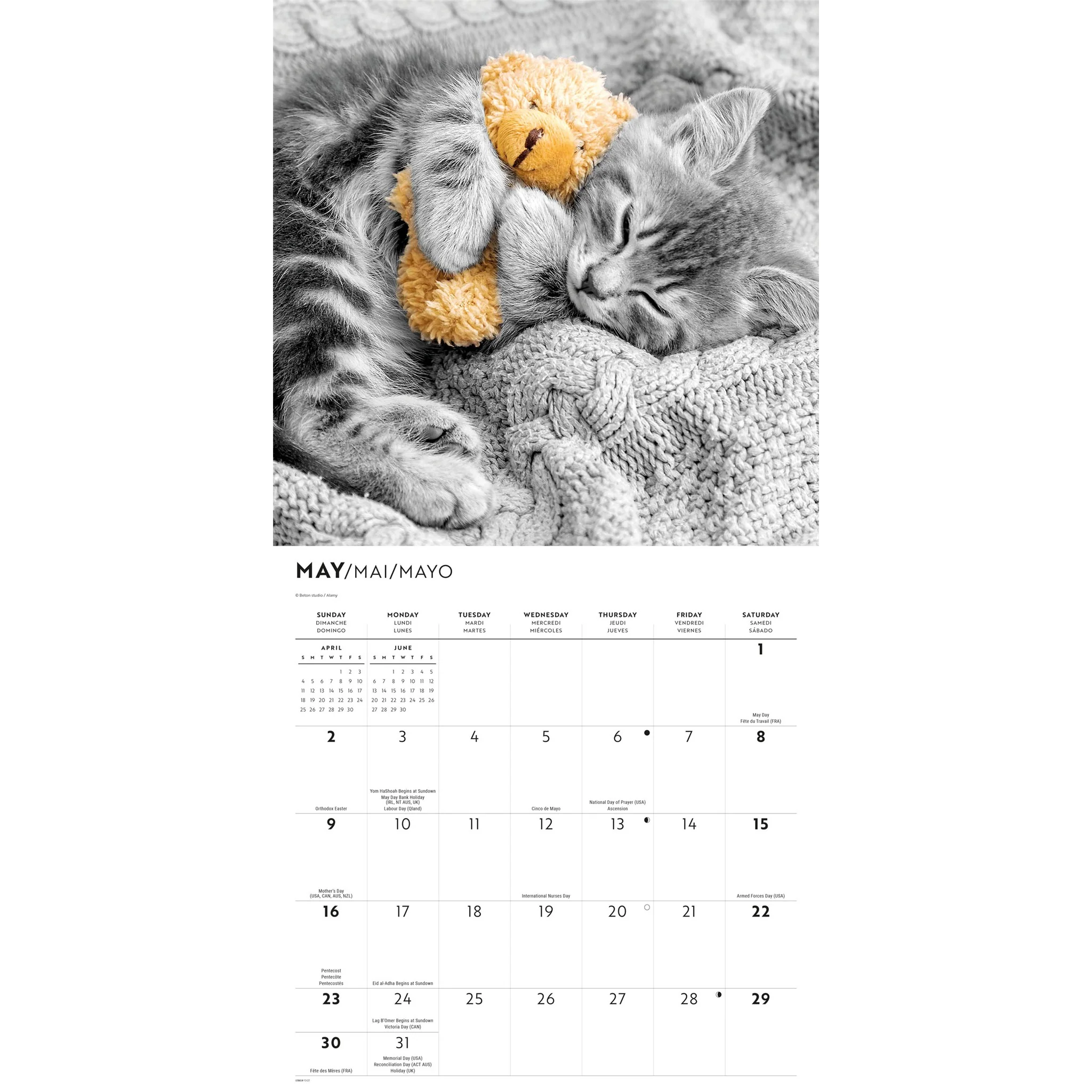 Cats 2027 Wall Calendar - Image 4