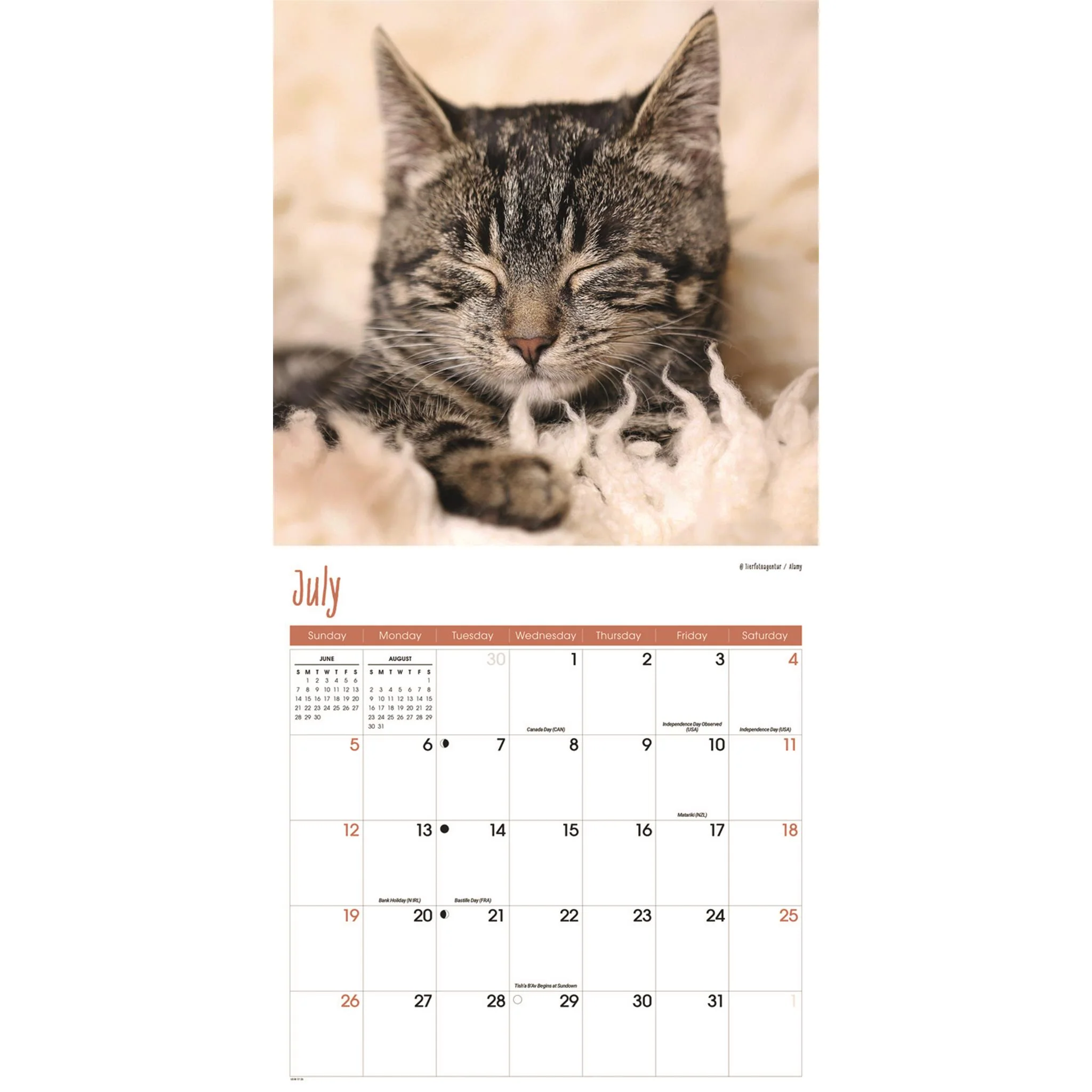 Cats Wall  2026 Calendar - Image 4