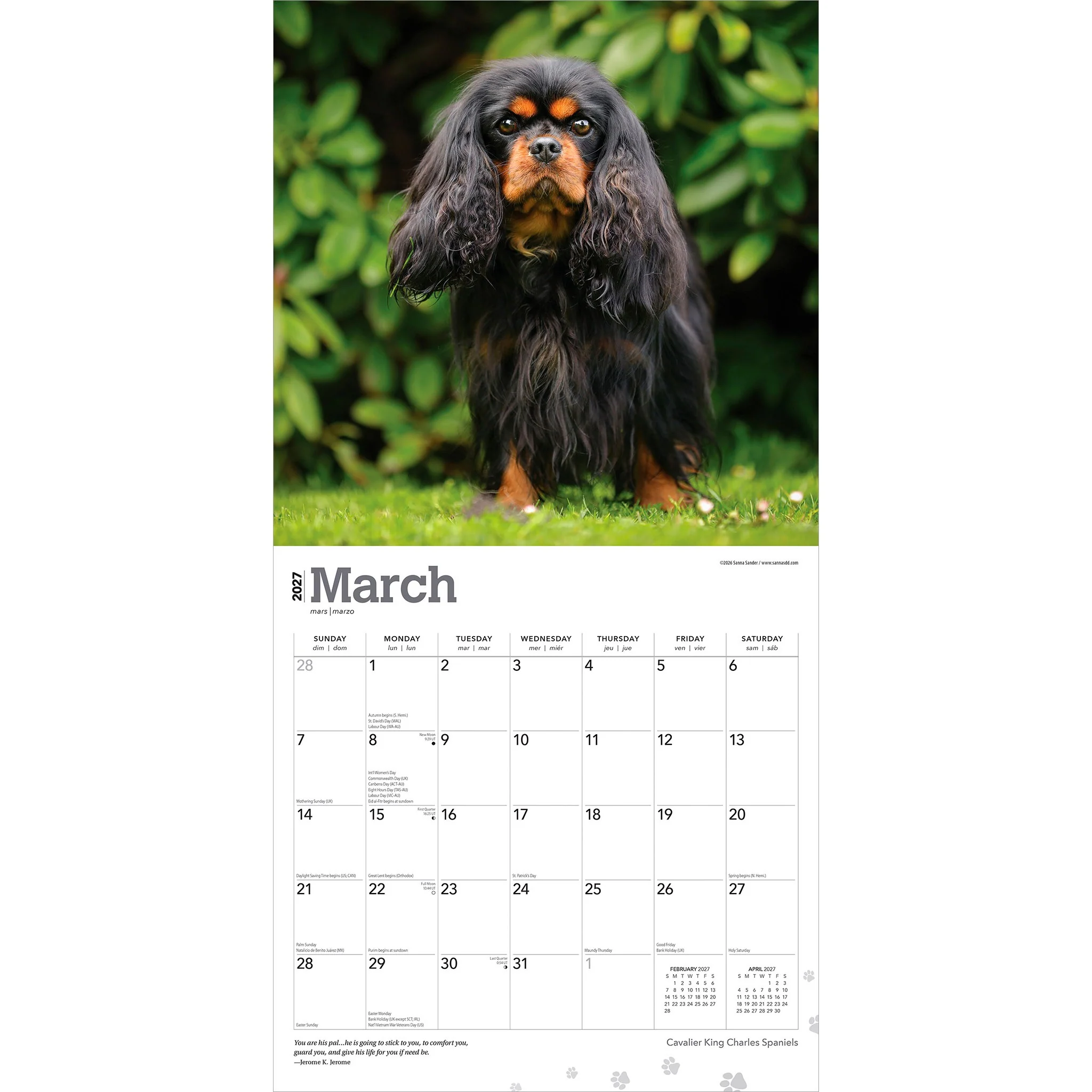 Cavalier King Charles Spaniels 2027 Wall Calendar - Image 3