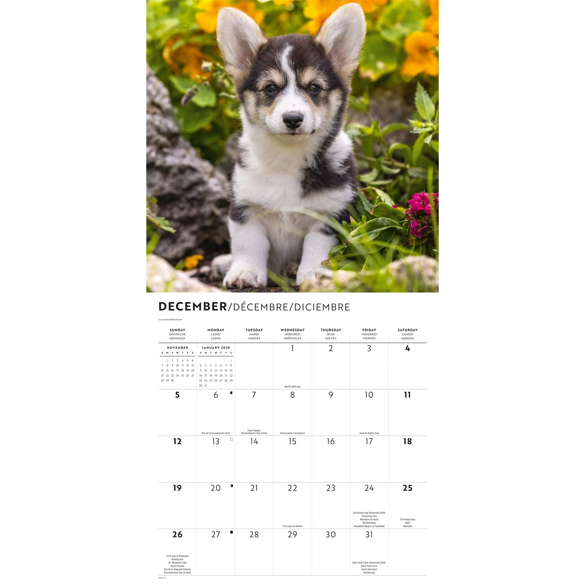 Corgi Puppies 2027 Wall Calendar - Image 5