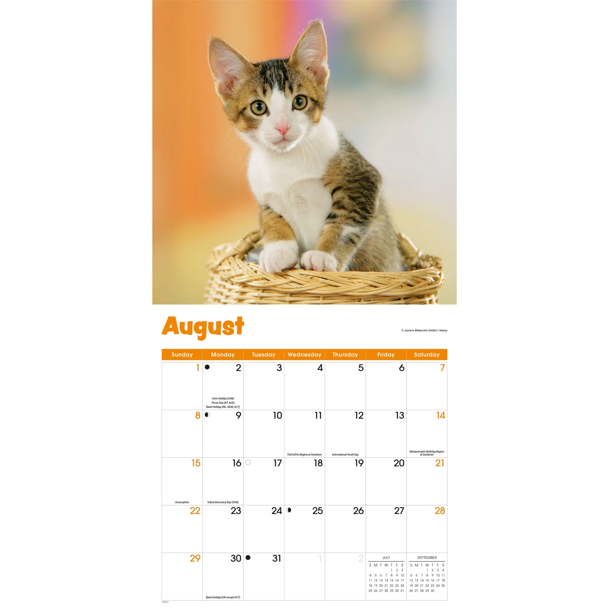 Curious Kittens 2027 Wall Calendar - Image 4
