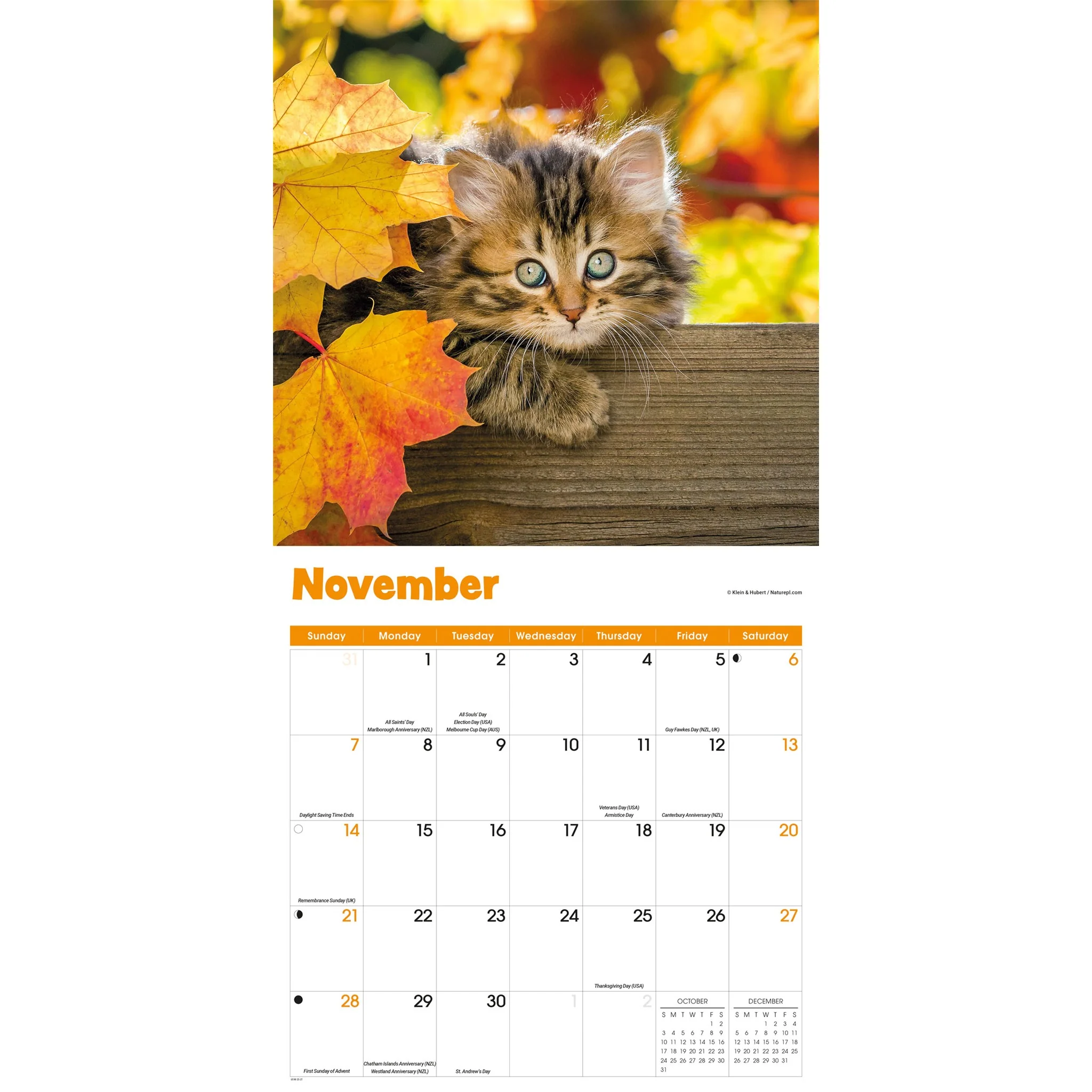 Curious Kittens 2027 Wall Calendar - Image 5