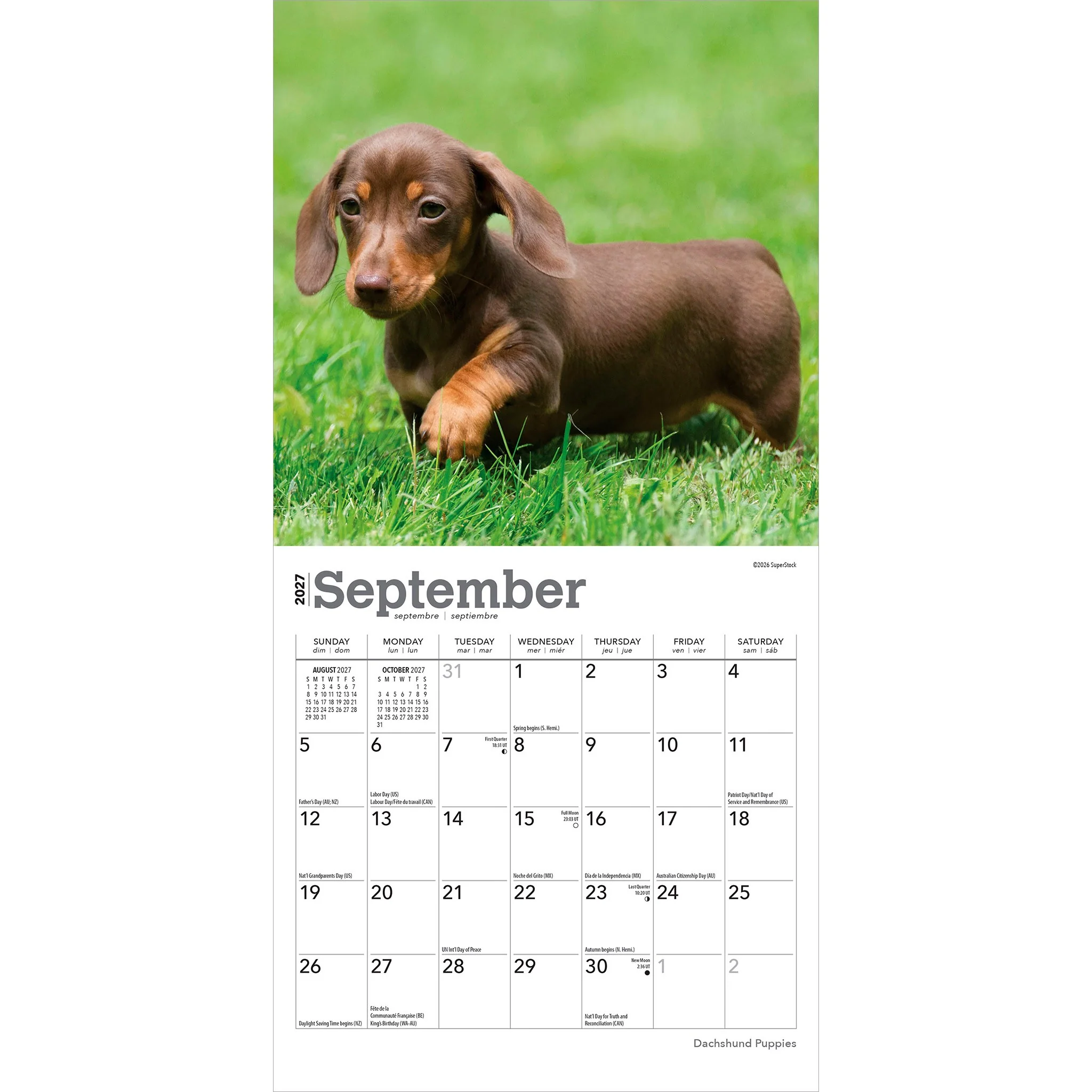 Dachshund Puppies 2027 Mini Calendar - Image 4