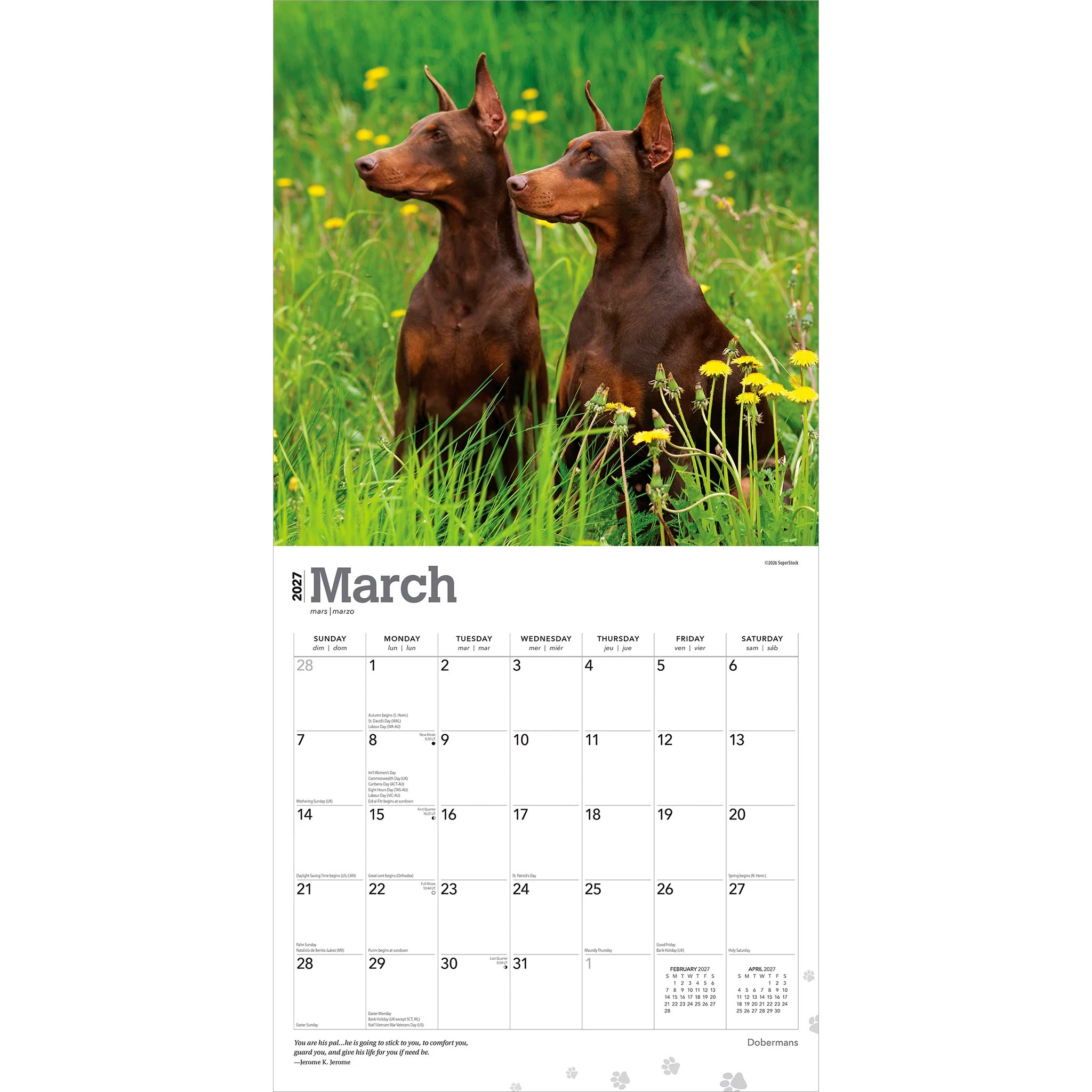 Dobermans 2027 Wall Calendar - Image 3