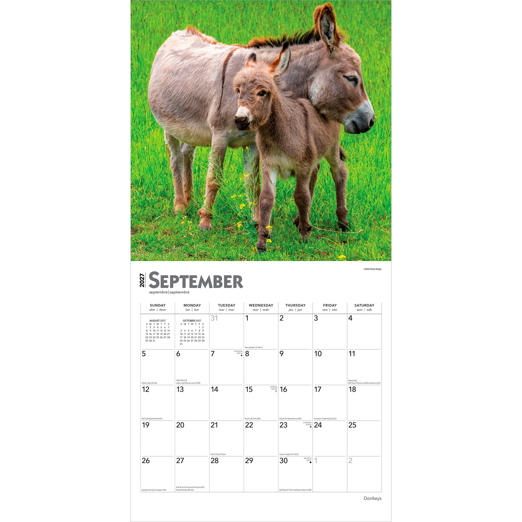 Donkeys 2027 Wall Calendar - Image 4