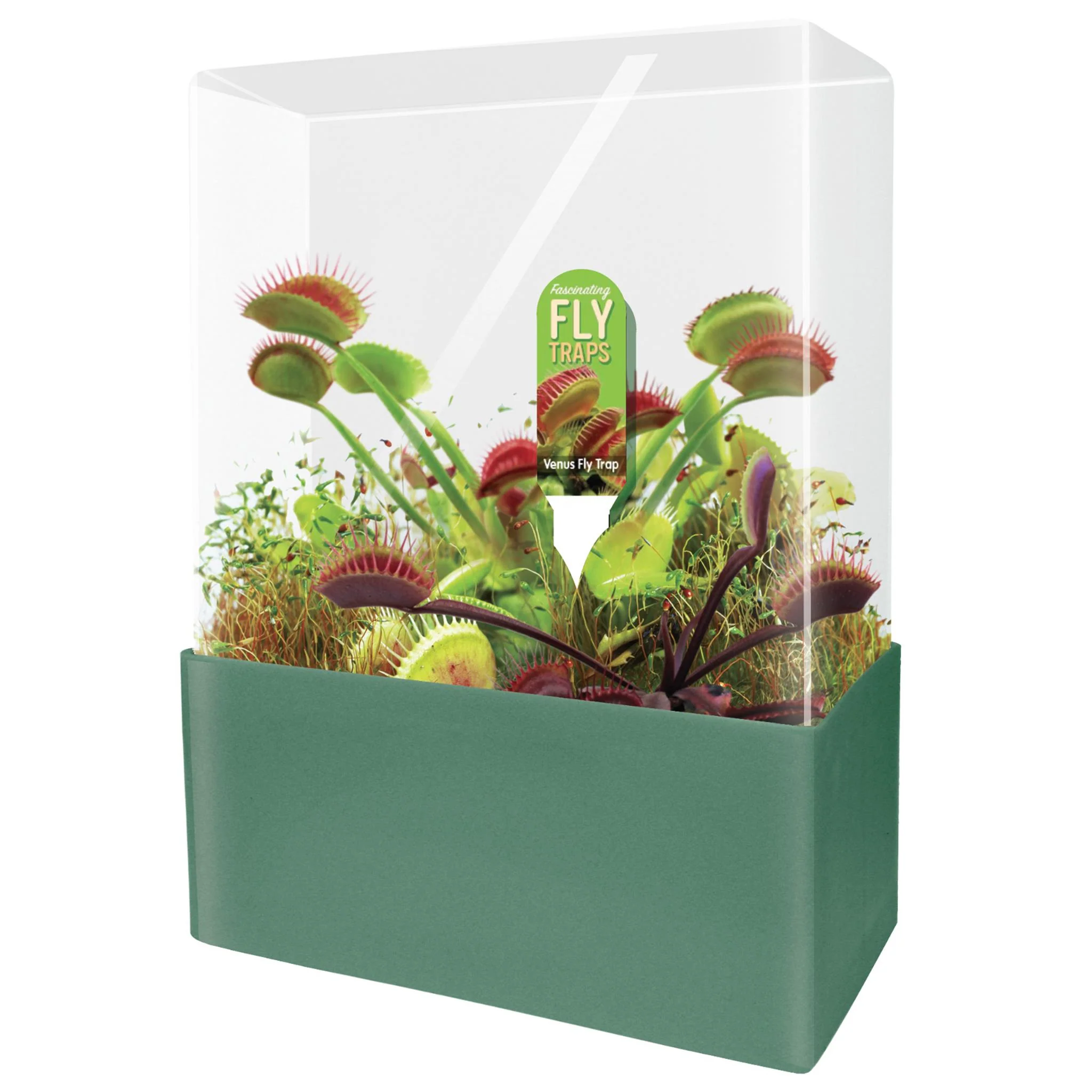 Fascinating Flytrap Seed Square - Image 3