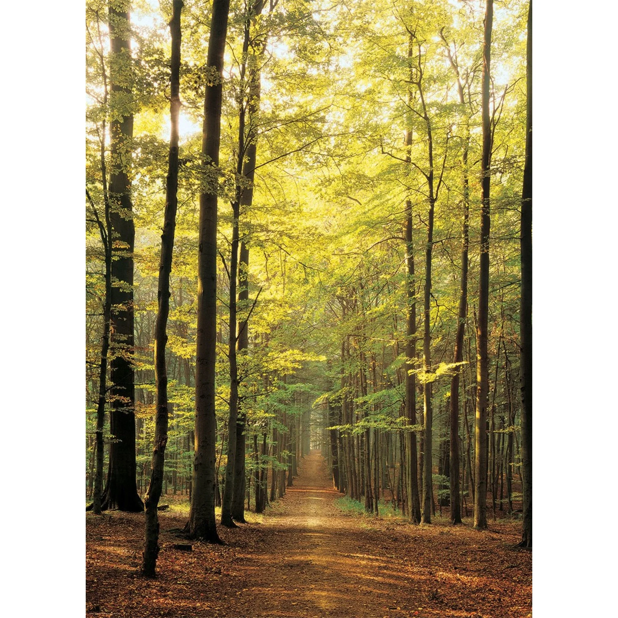 Forest Path 1000 Piece Puzzle - Image 2