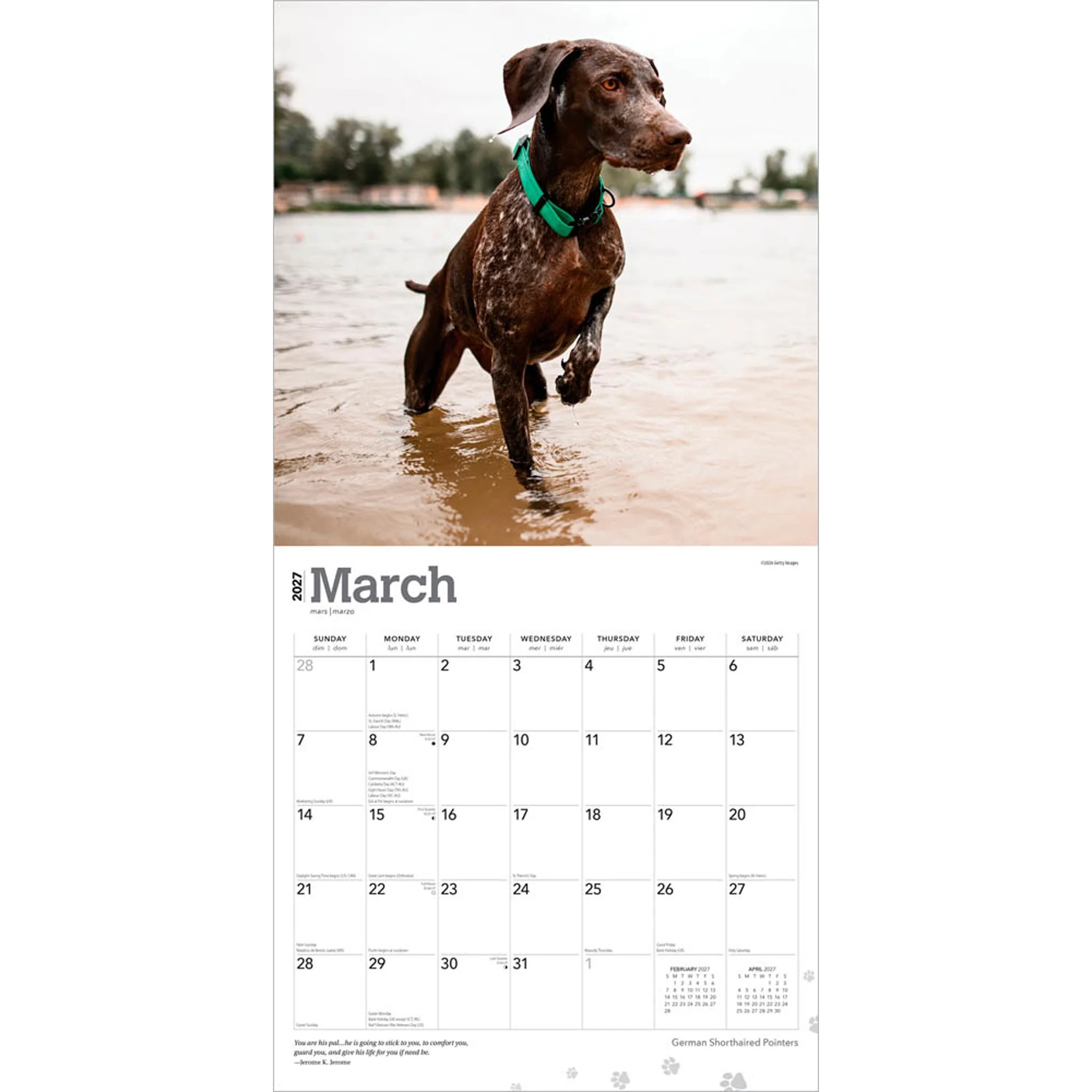 German Shorthaired Pointers 2027 Wall Calendar - Image 3