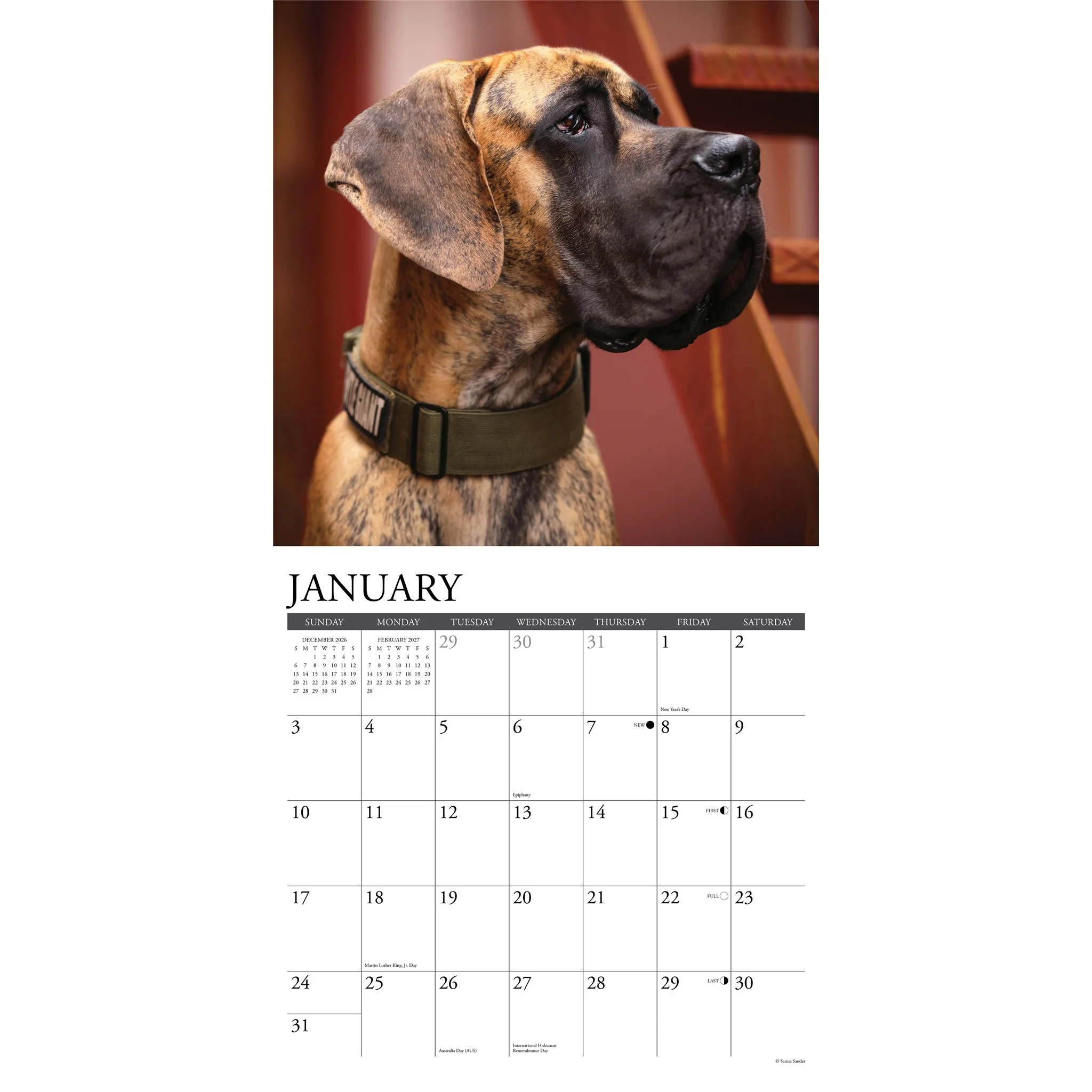 Great Danes 2027 Wall Calendar - Image 3