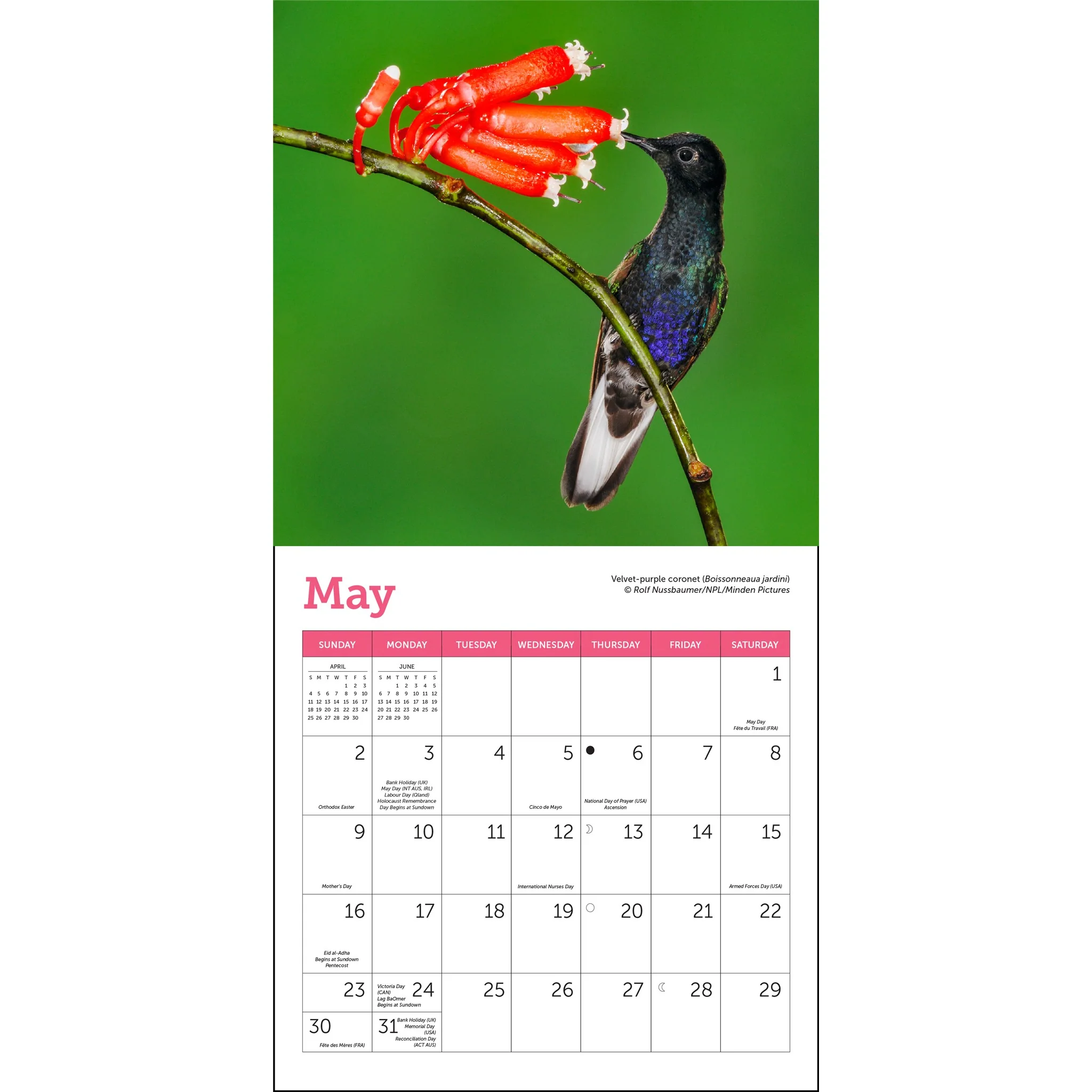 Hummingbirds 2027 Mini Calendar - Image 4
