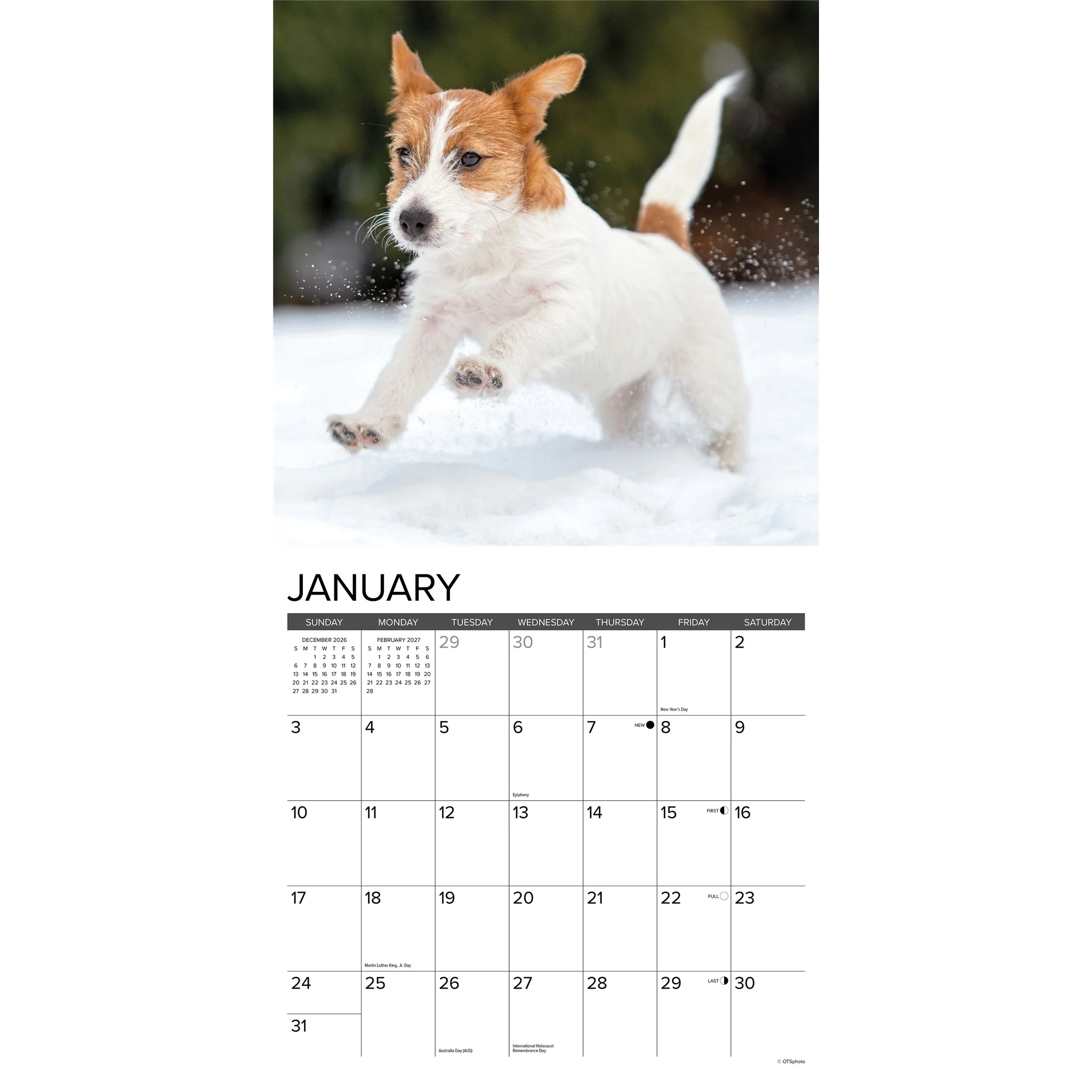 Jack Russell Puppies 2027 Wall Calendar - Online Only - Image 3