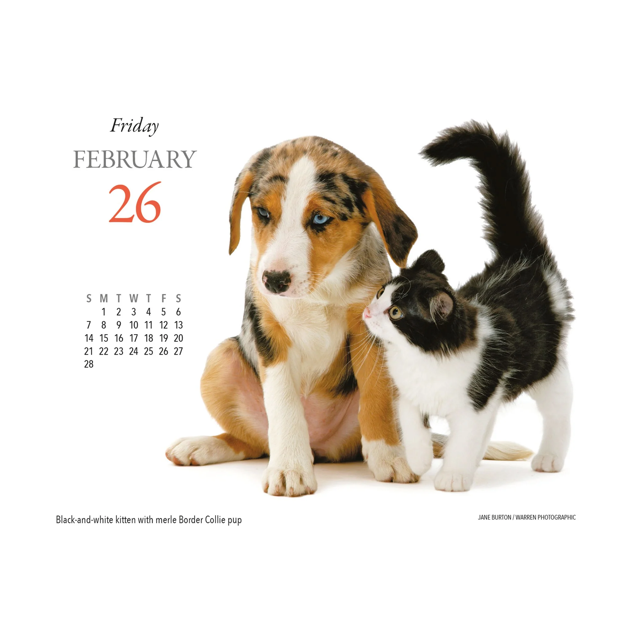 Kittens and Friends 2027 Box Calendar - Image 3