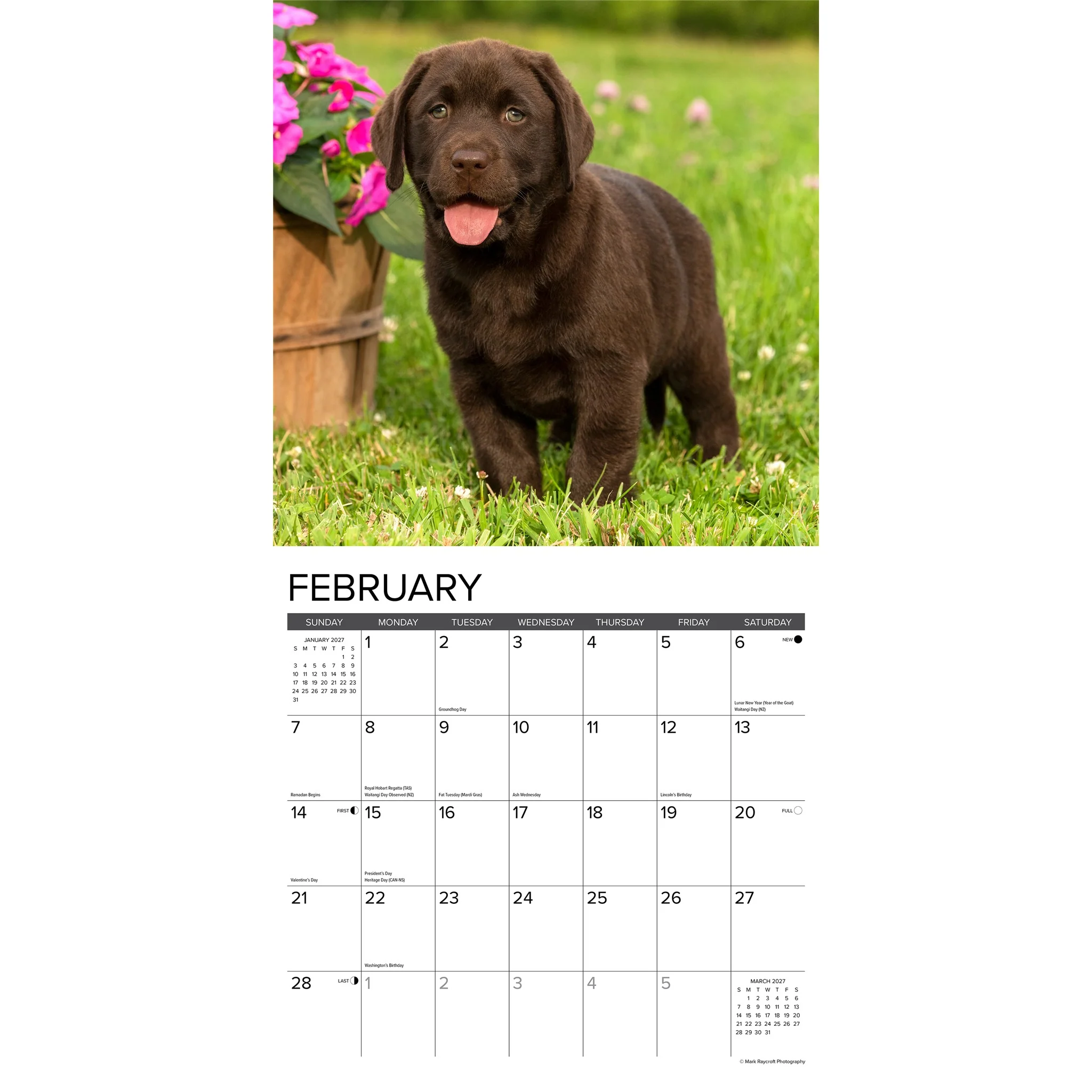 Lab Puppies 2027 Wall Calendar - Image 3