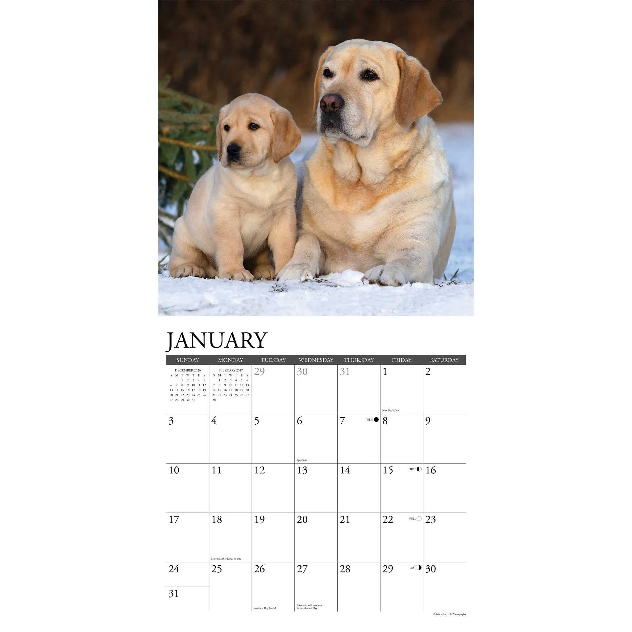 Labs 2027 Wall Calendar - Image 3