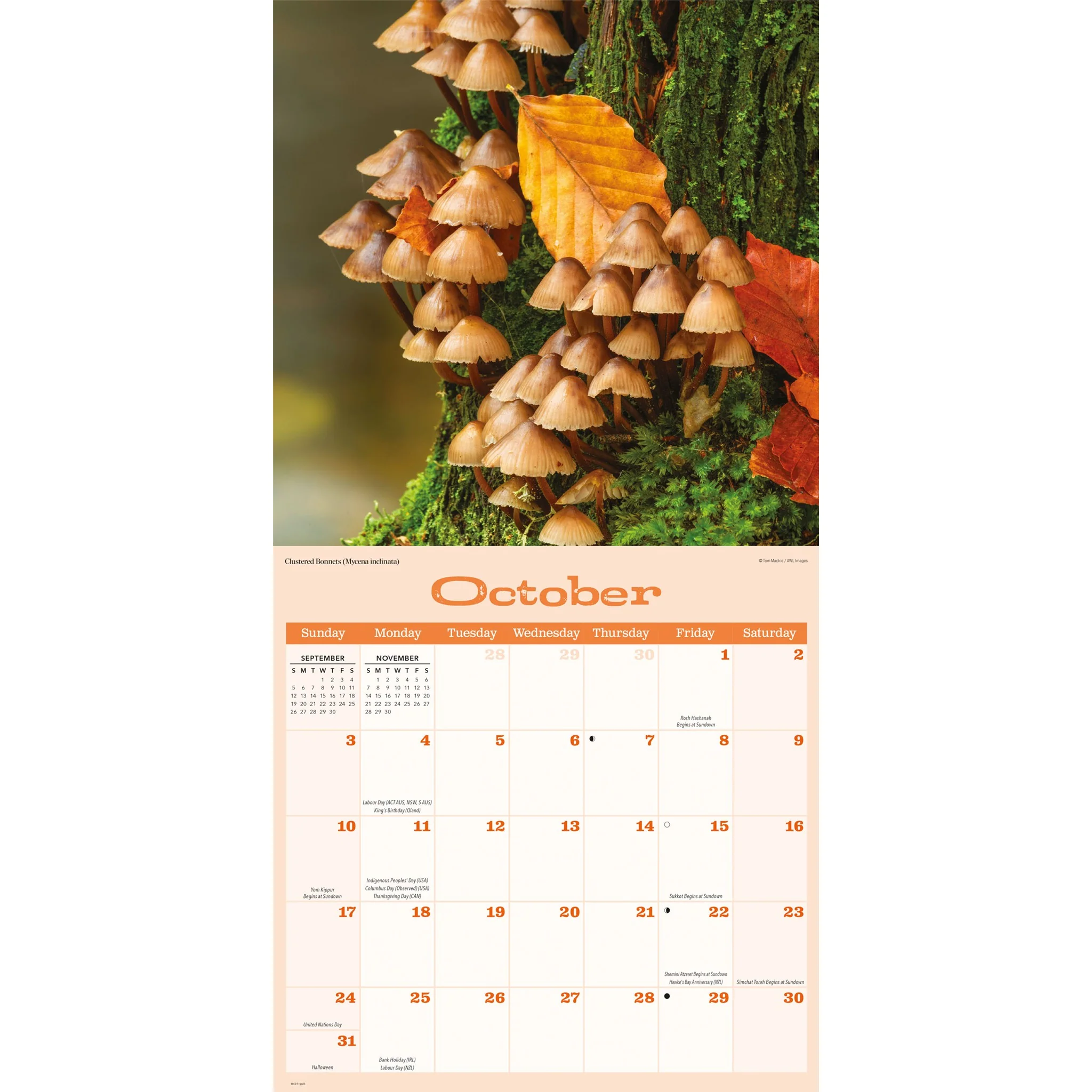 Mushrooms 2027 Wall Calendar - Image 5