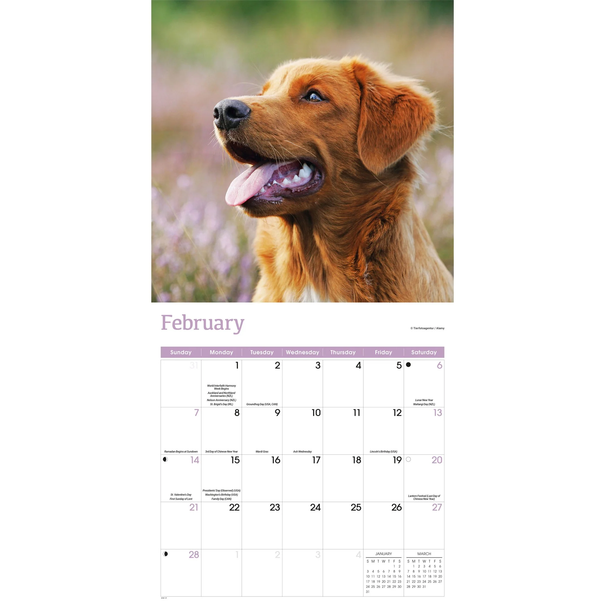 Nova Scotia Duck Tolling Retriever 2027 Wall Calendar - Image 3