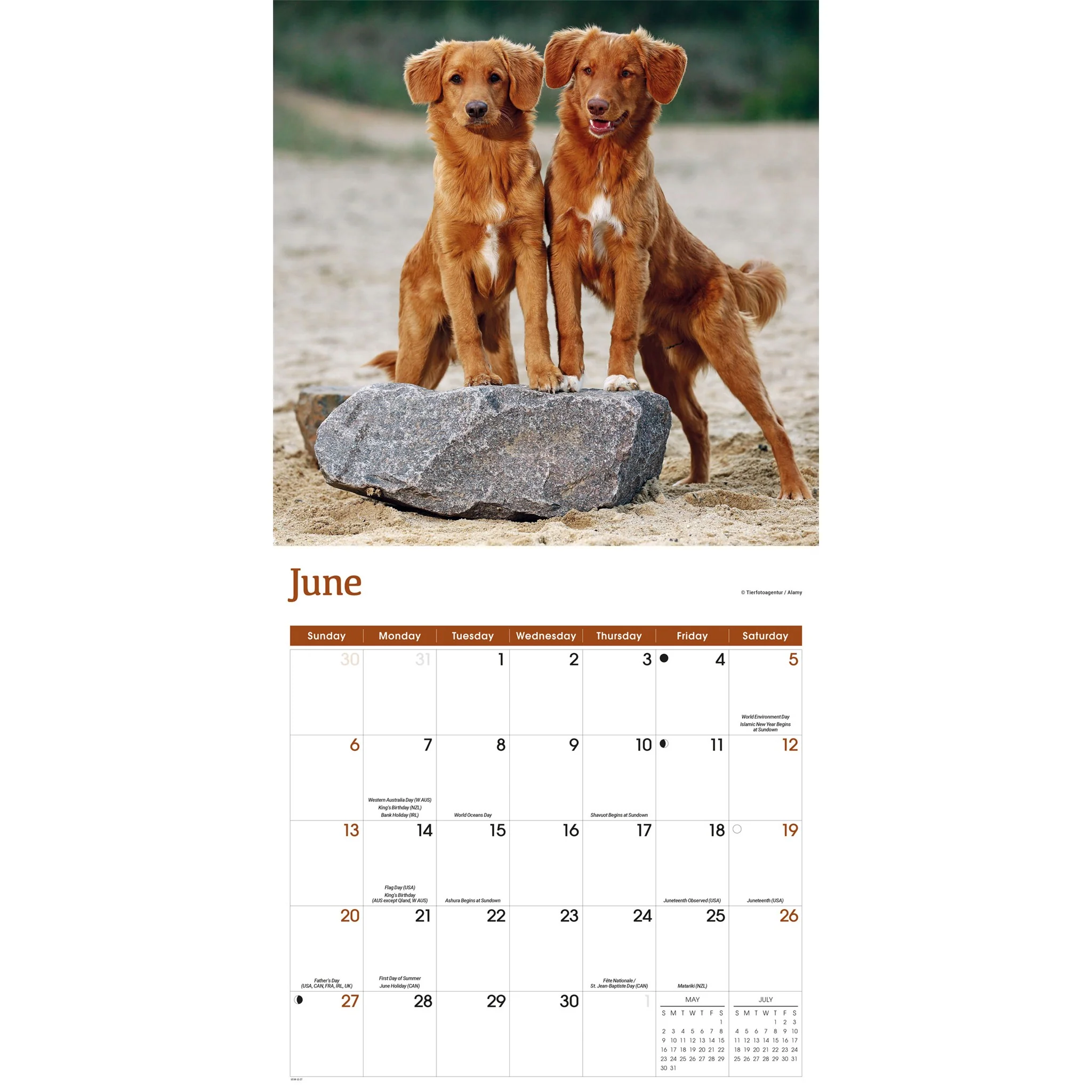 Nova Scotia Duck Tolling Retriever 2027 Wall Calendar - Image 4