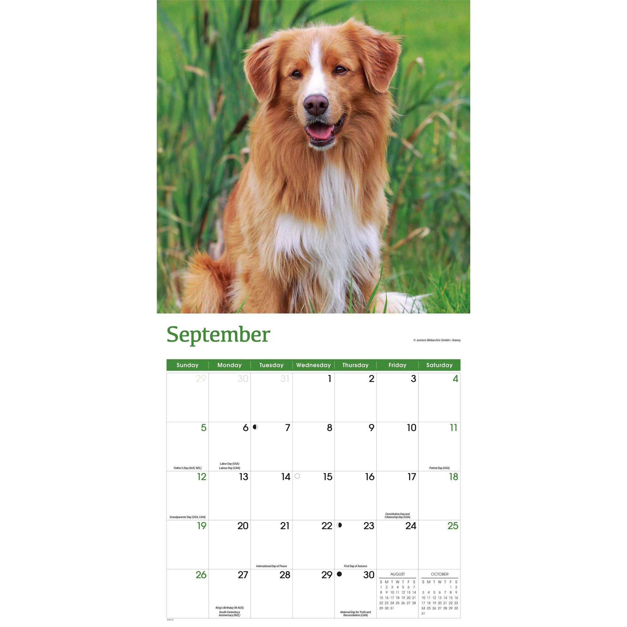Nova Scotia Duck Tolling Retriever 2027 Wall Calendar - Image 5