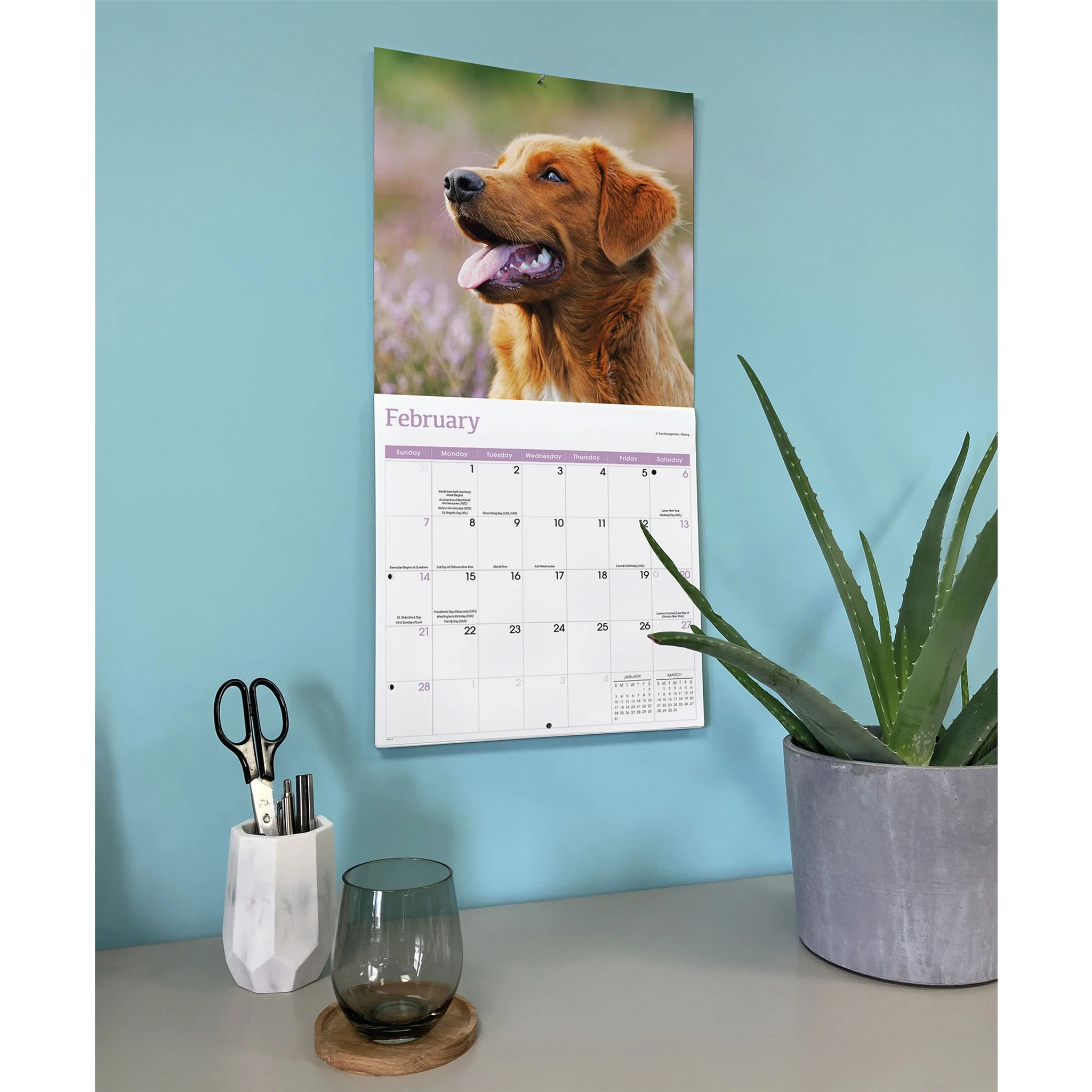 Nova Scotia Duck Tolling Retriever 2027 Wall Calendar - Image 6