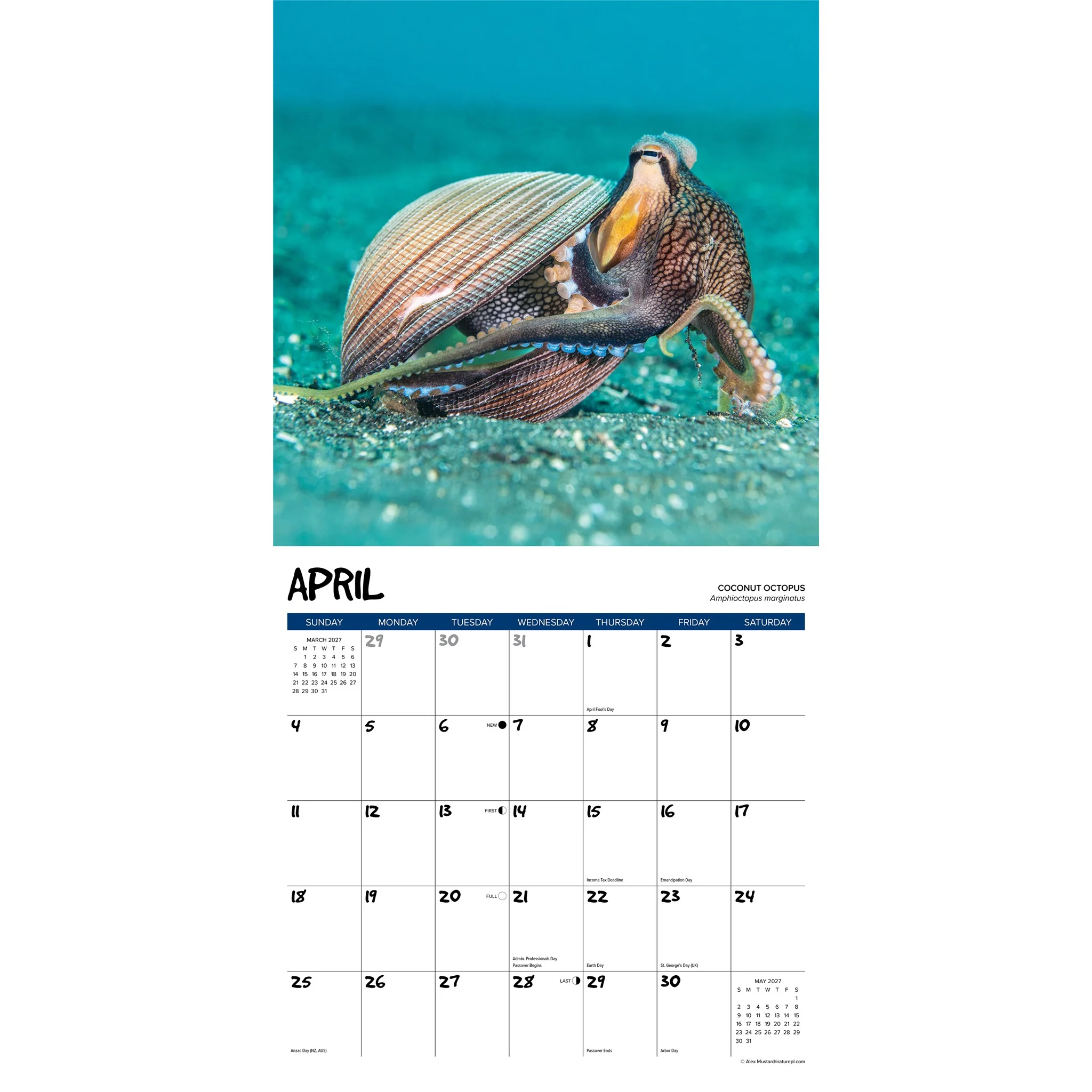 Octopus 2027 Wall Calendar - Image 3
