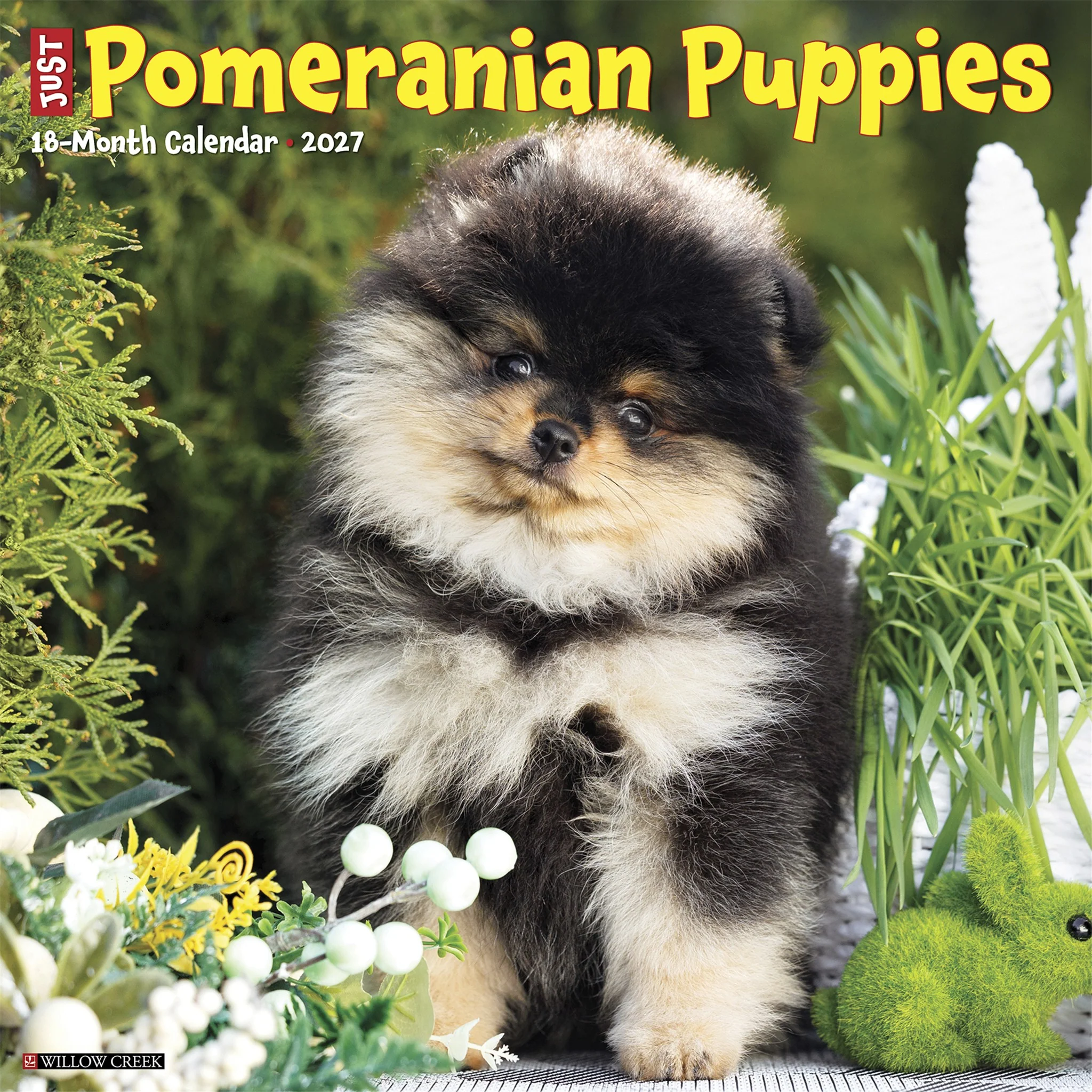 Pomeranian Puppies 2027 Wall Calendar