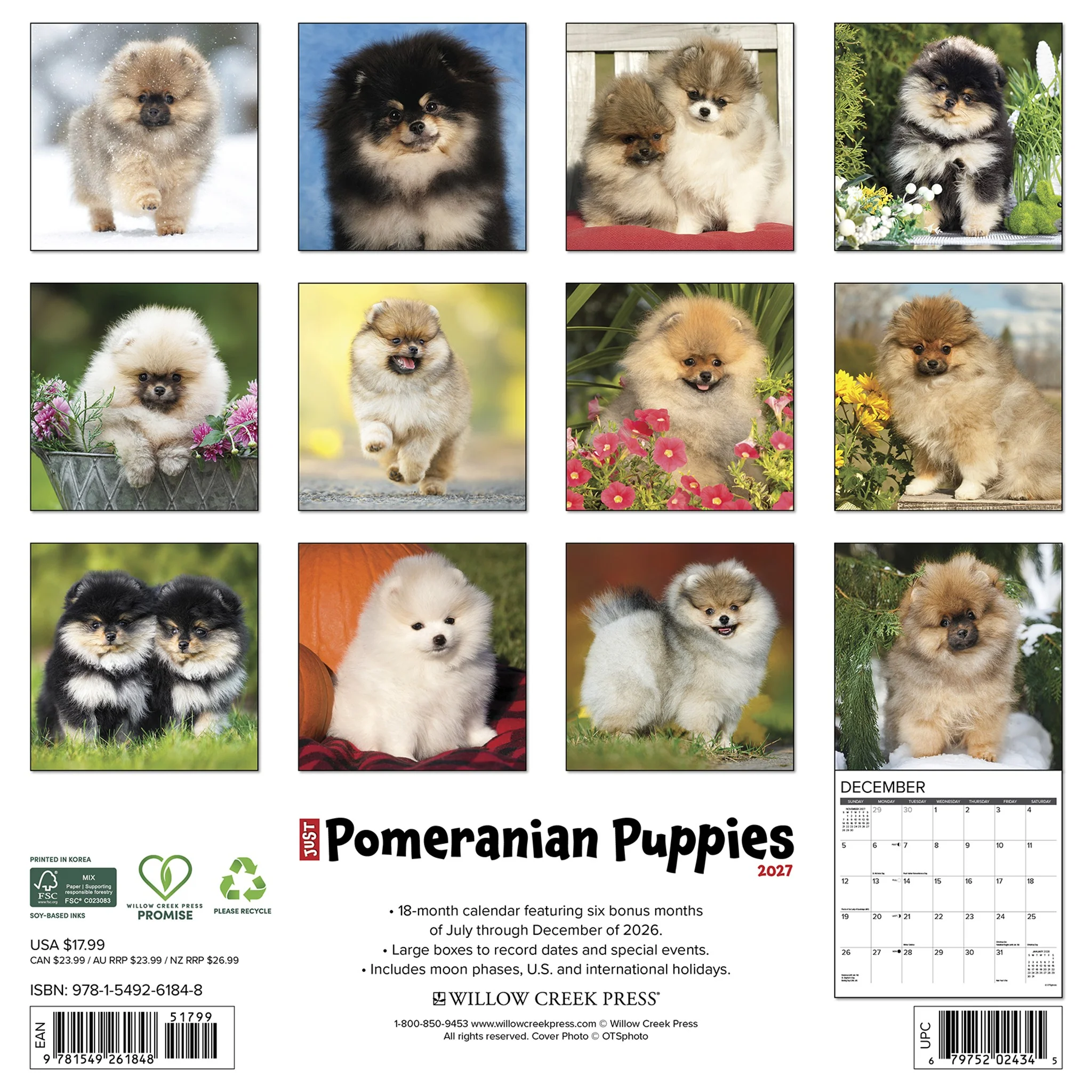 Pomeranian Puppies 2027 Wall Calendar - Image 2
