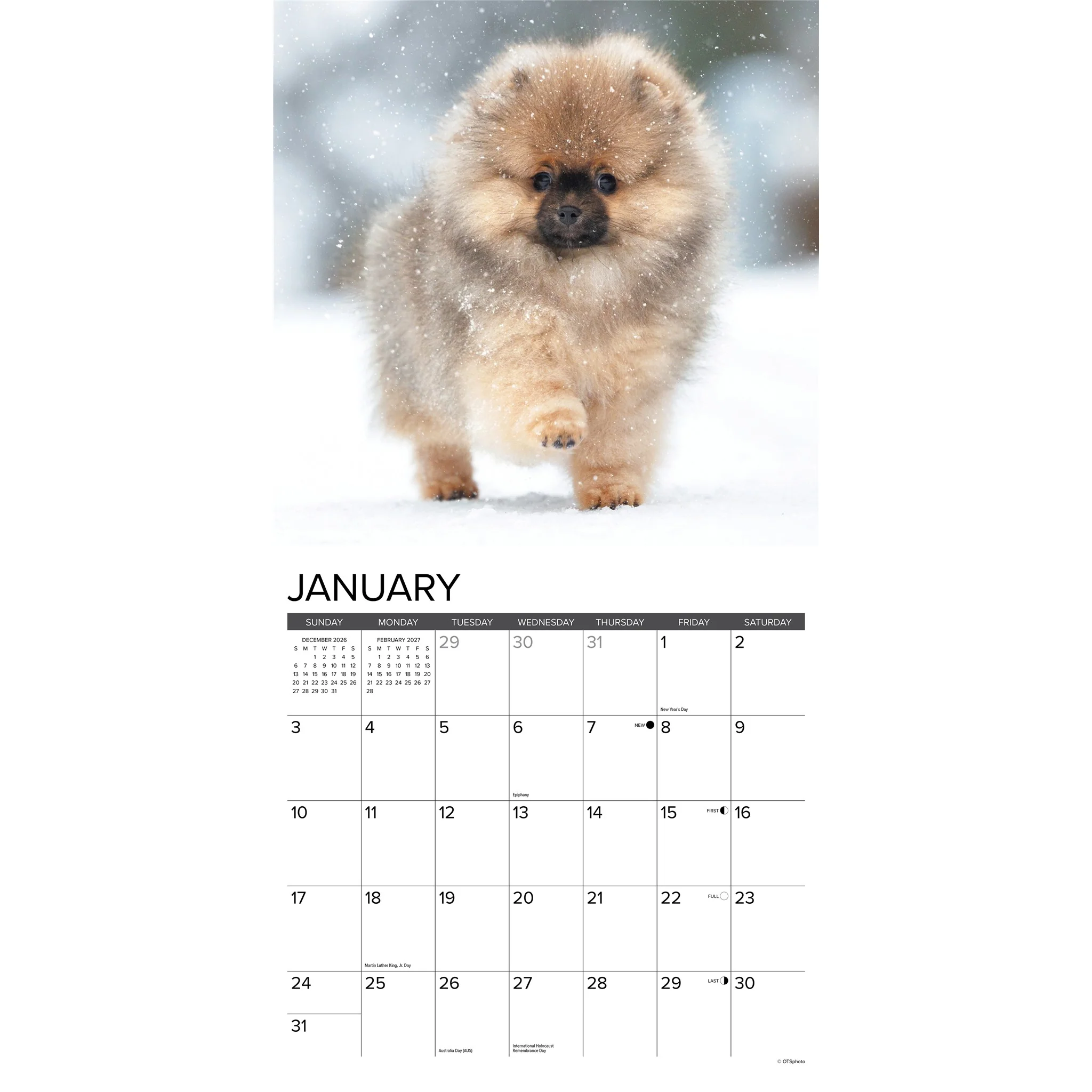 Pomeranian Puppies 2027 Wall Calendar - Image 3