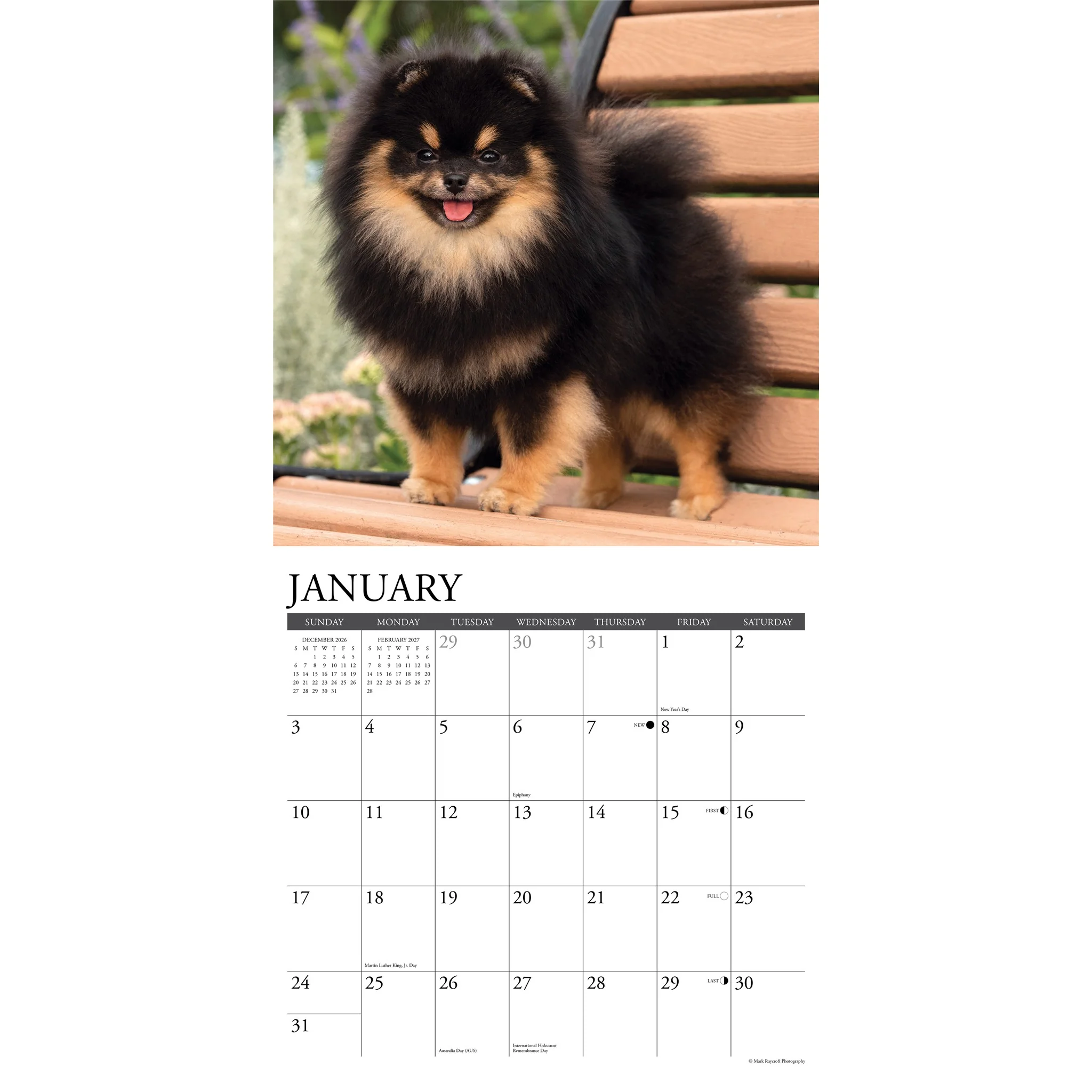 Pomeranians 2027 Wall Calendar - Image 3