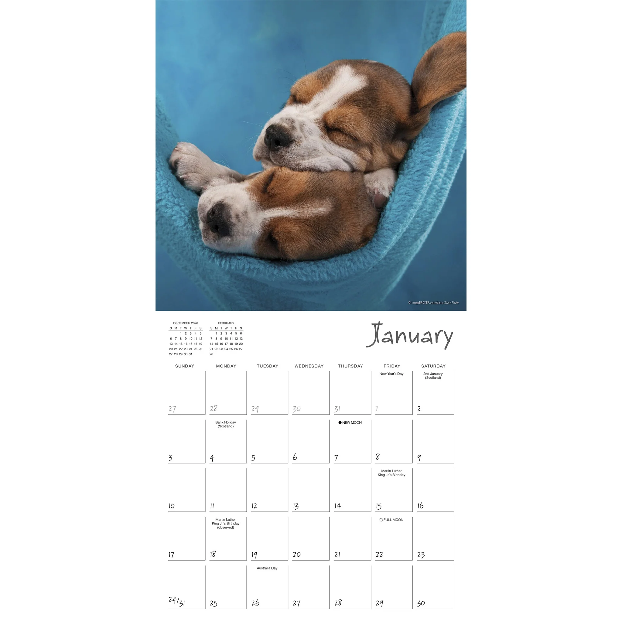 Pooped Puppies 2027 Wall Calendar - Online Only - Image 3