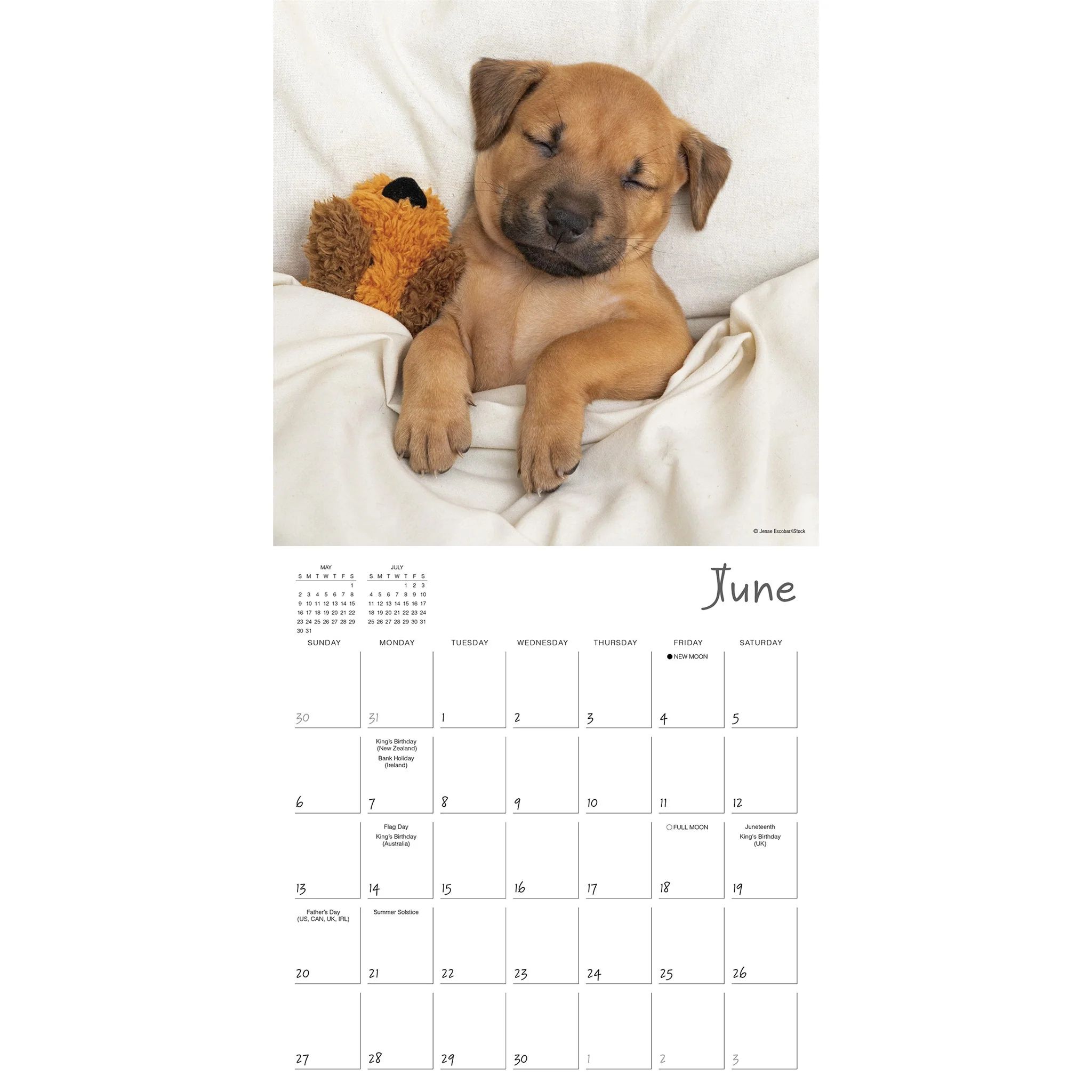 Pooped Puppies 2027 Wall Calendar - Online Only - Image 4