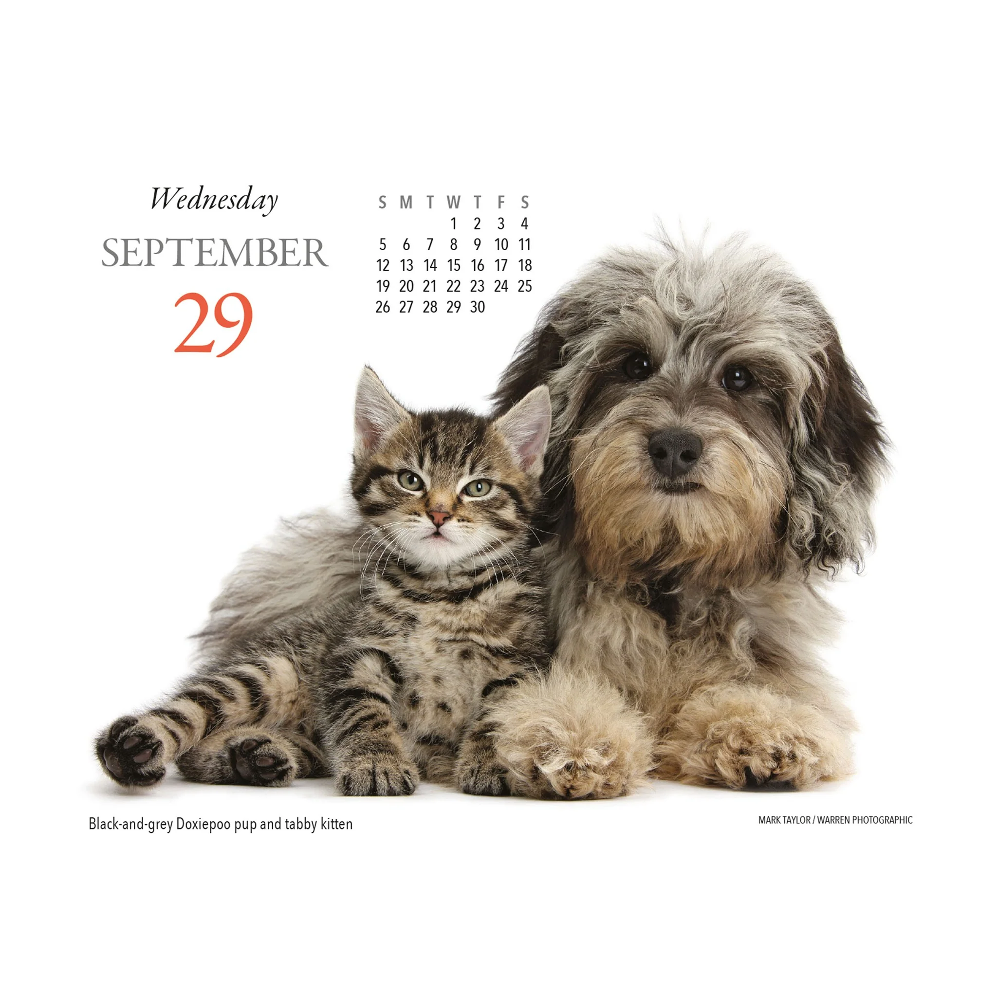 Puppies and Friends 2027 Box Calendar - Image 5