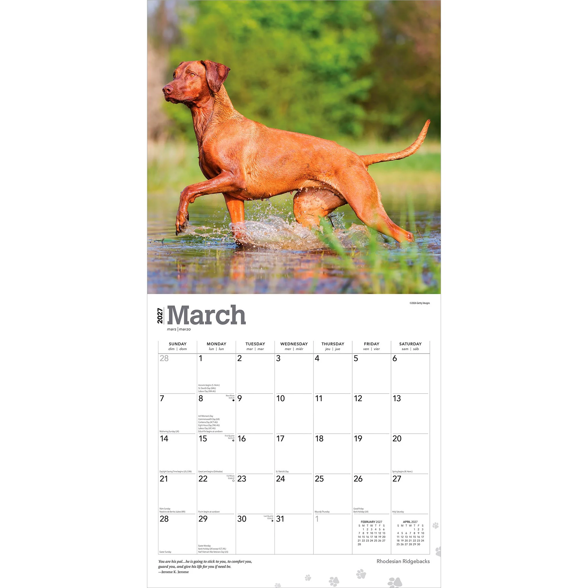 Rhodesian Ridgebacks 2027 Wall Calendar - Image 3