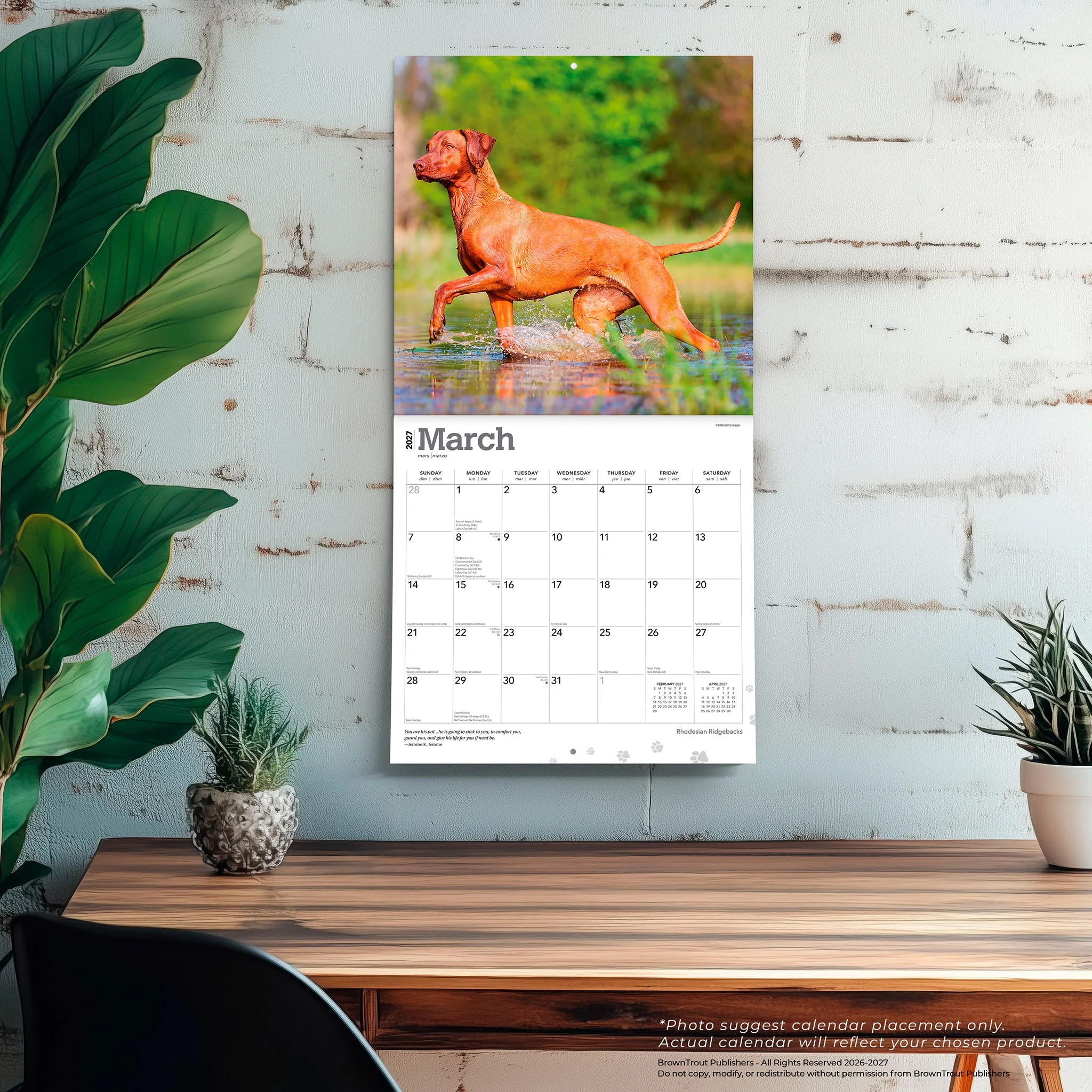 Rhodesian Ridgebacks 2027 Wall Calendar - Image 5