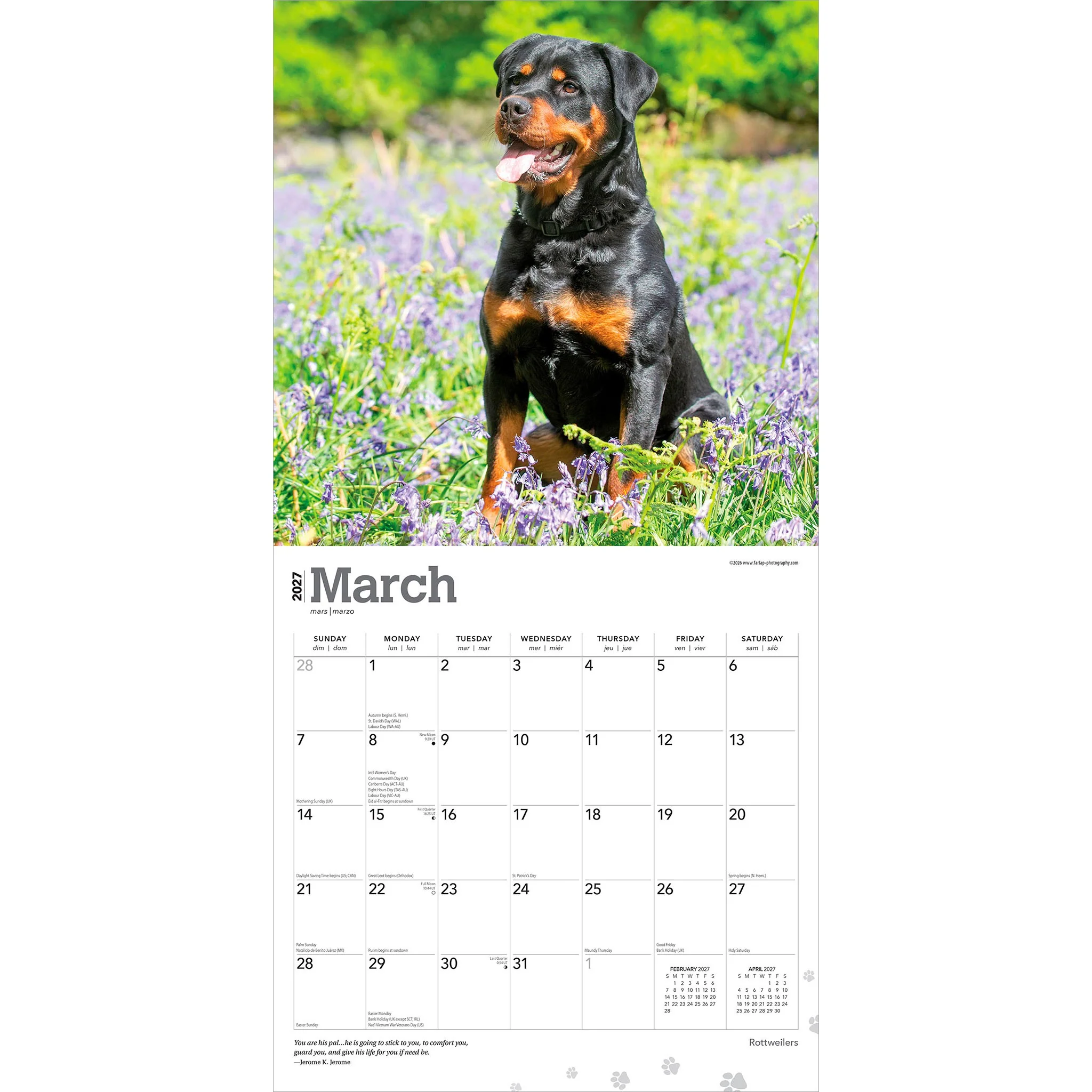 Rottweilers 2027 Wall Calendar - Image 3