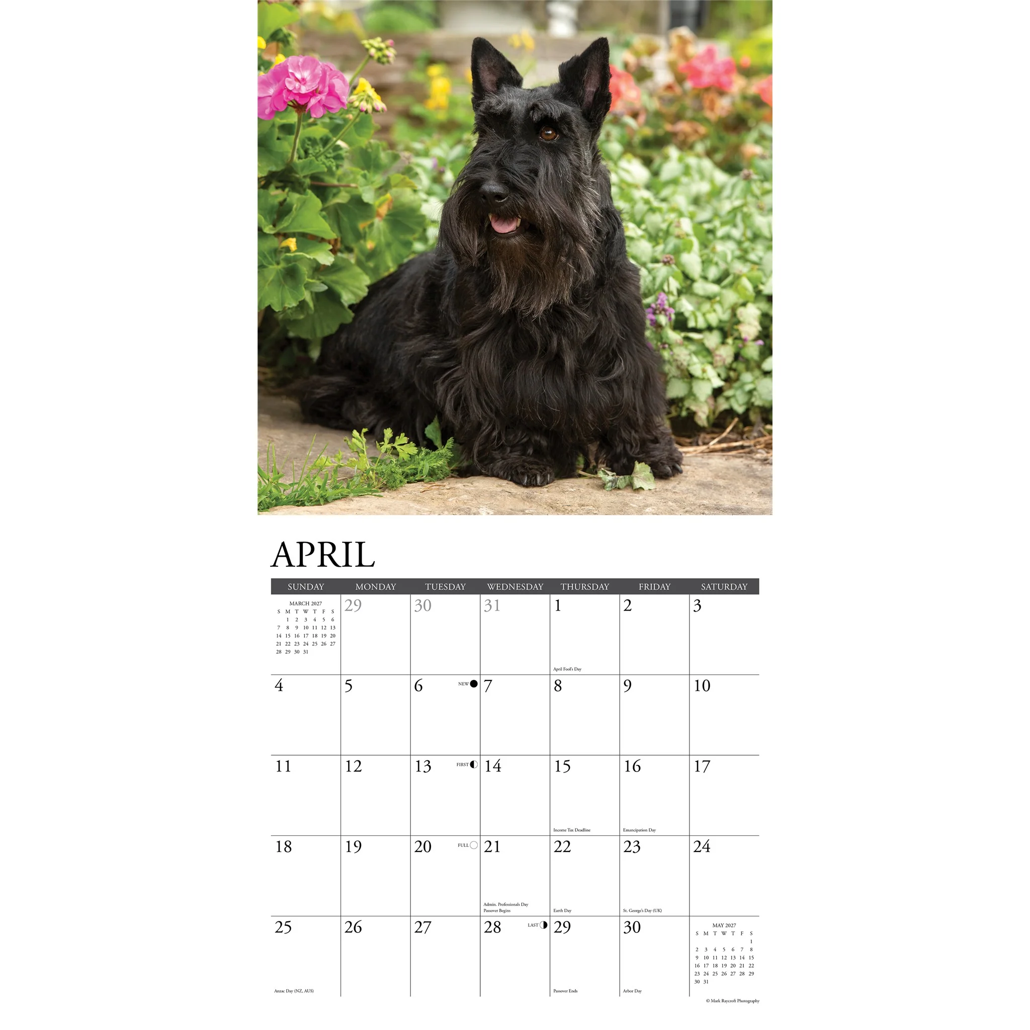 Scotties 2027 Wall Calendar - Image 3